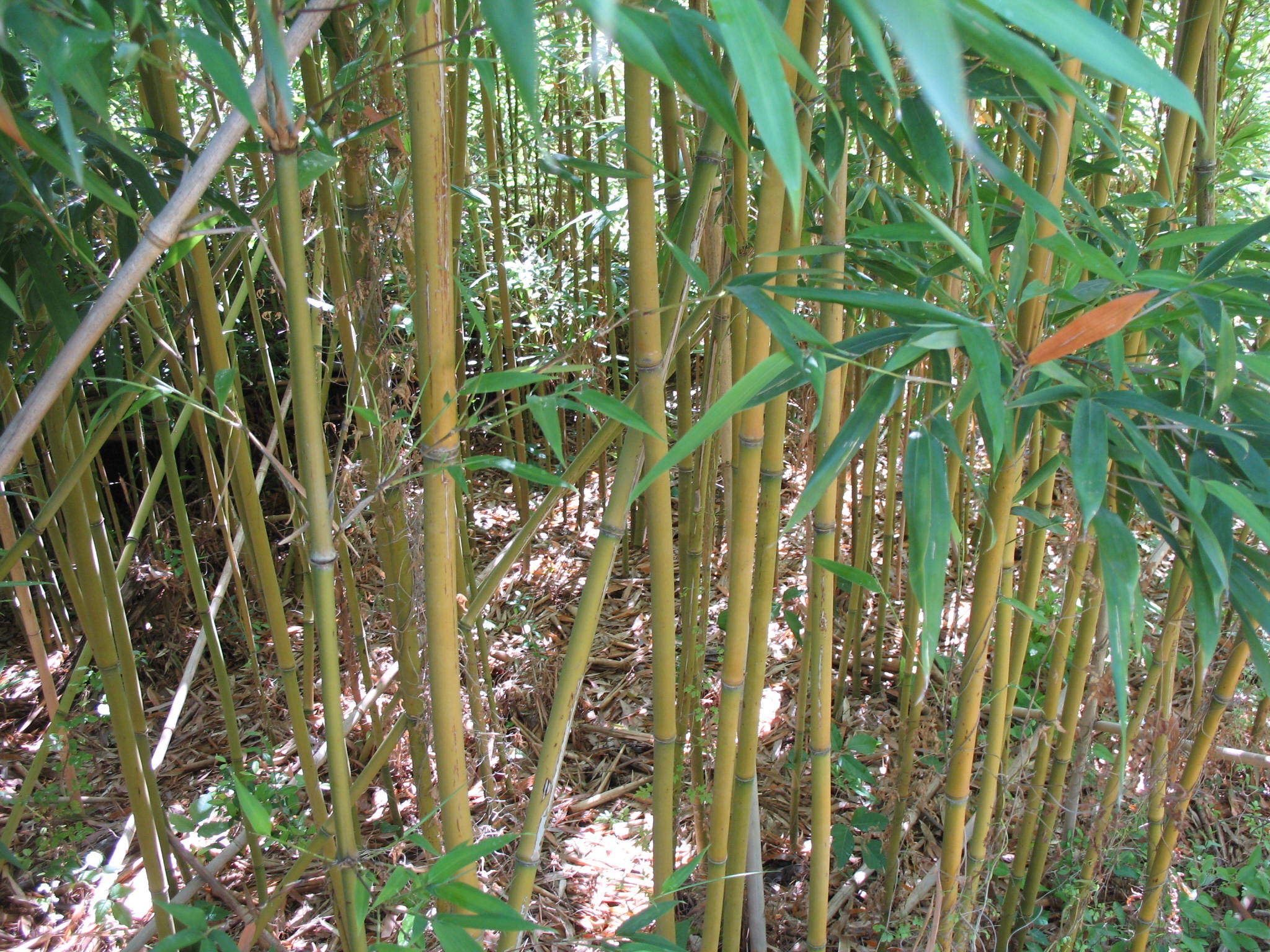 Pleioblastus amarus  / Ku Zhu Bamboo