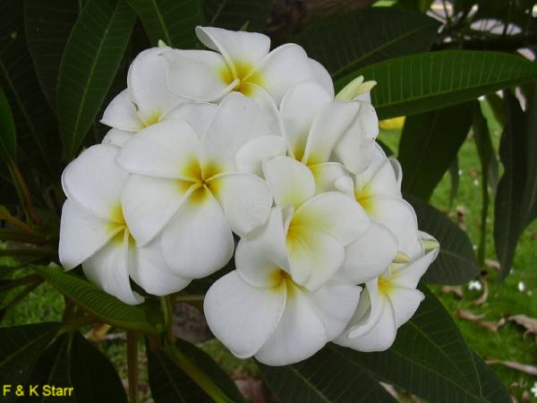 Plumeria obtusa, Frangipani  / Plumeria obtusa, Frangipani 