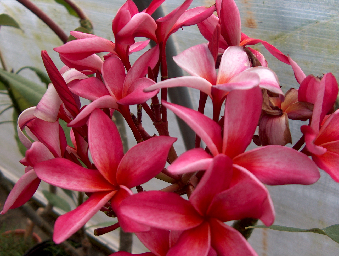 Plumeria species  / Frangipani