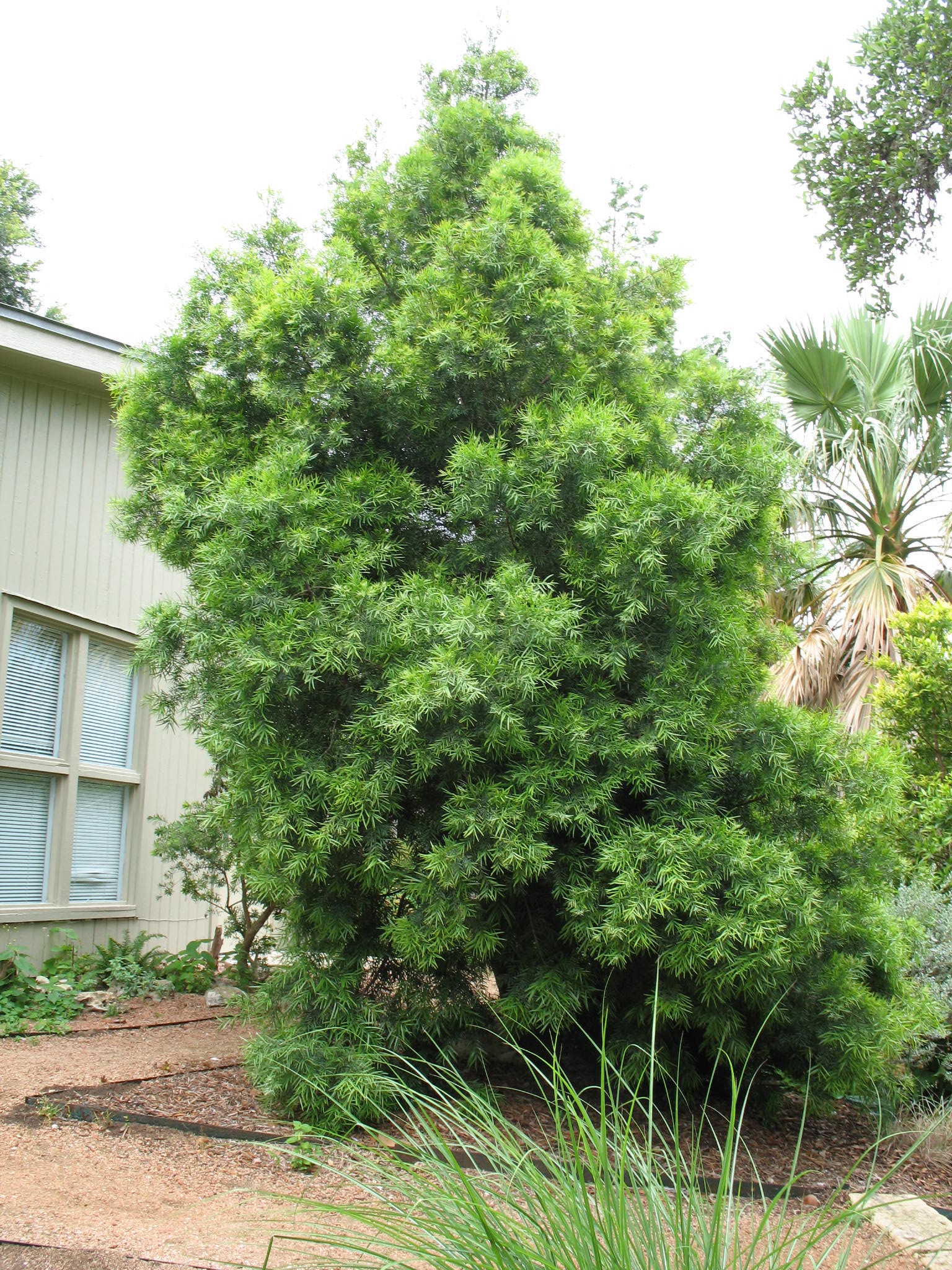 Podocarpus gracilior  / Podocarpus gracilior 