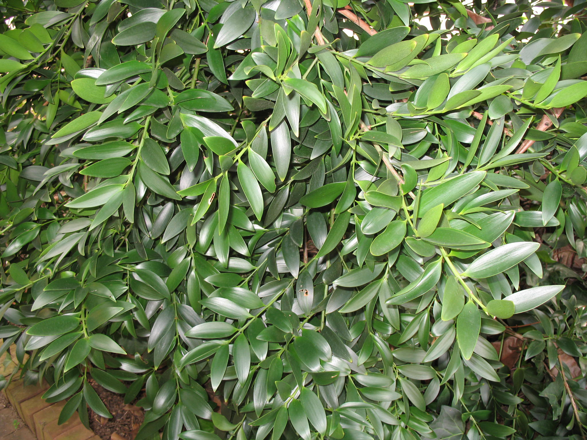 Podocarpus nagi  / Broadleaf Podocarpus