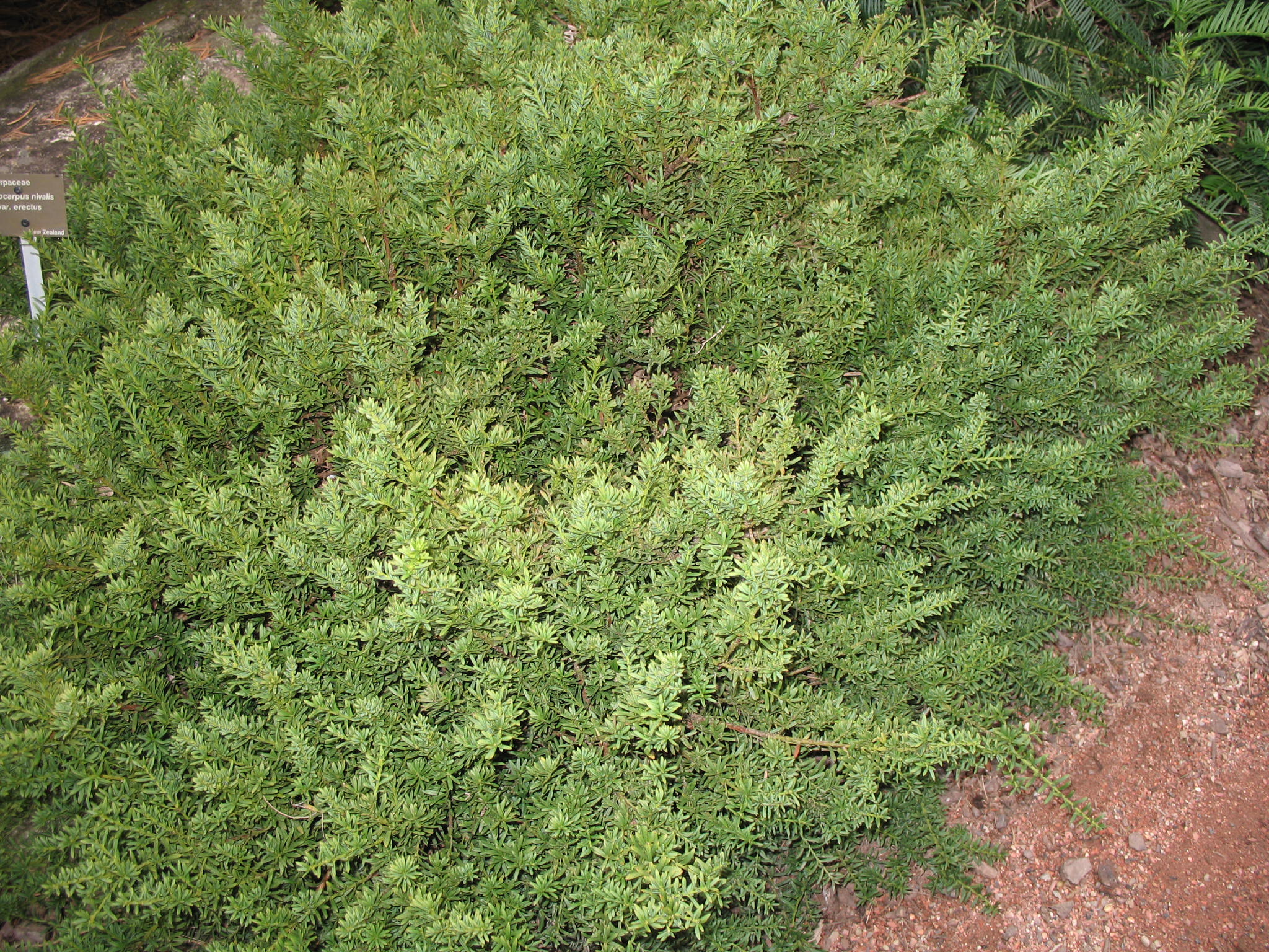 Podocarpus nivalis var. erectus / Snow Totara