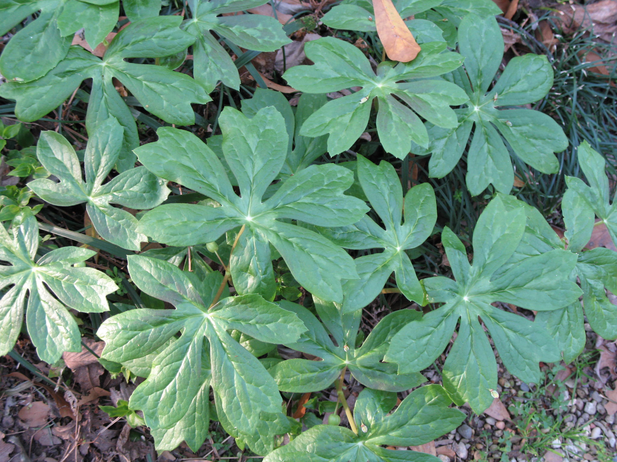 Podophyllum peltatum / Podophyllum peltatum