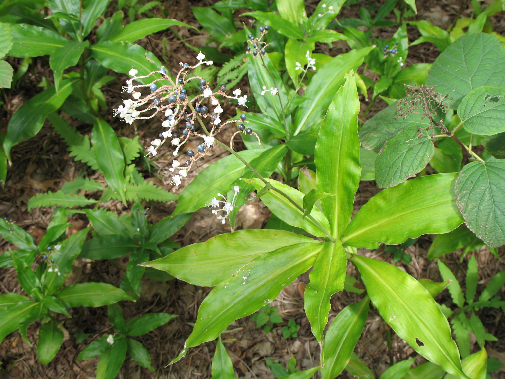 Pollia japonica   / Pollia