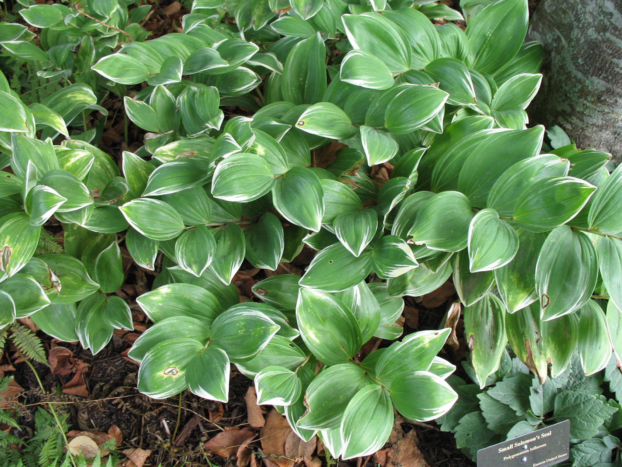 Polygonatum biflorum   / Polygonatum biflorum  