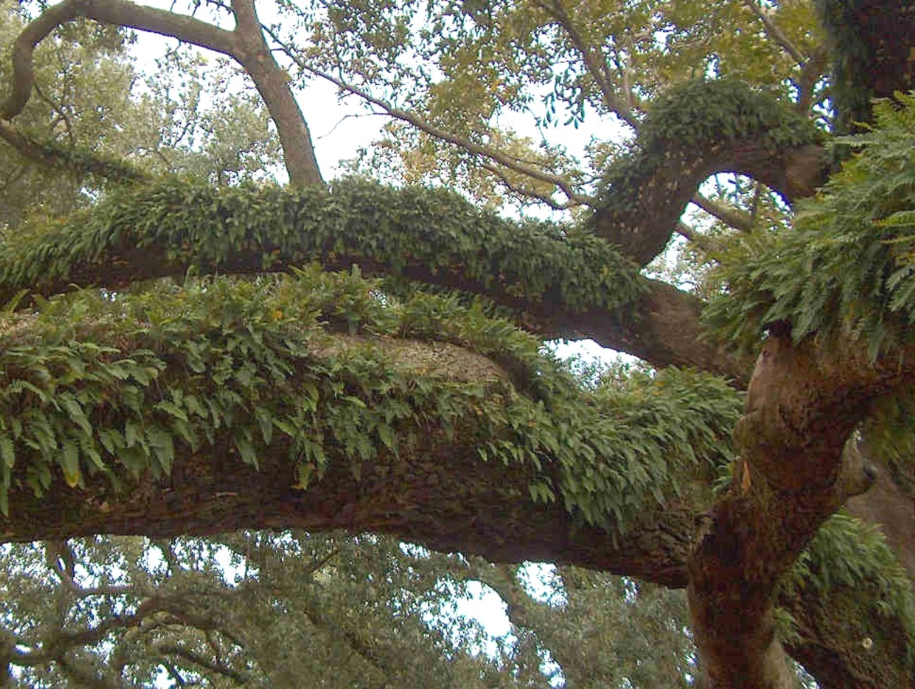 Polypodium polypodioides  / Resurrection fern