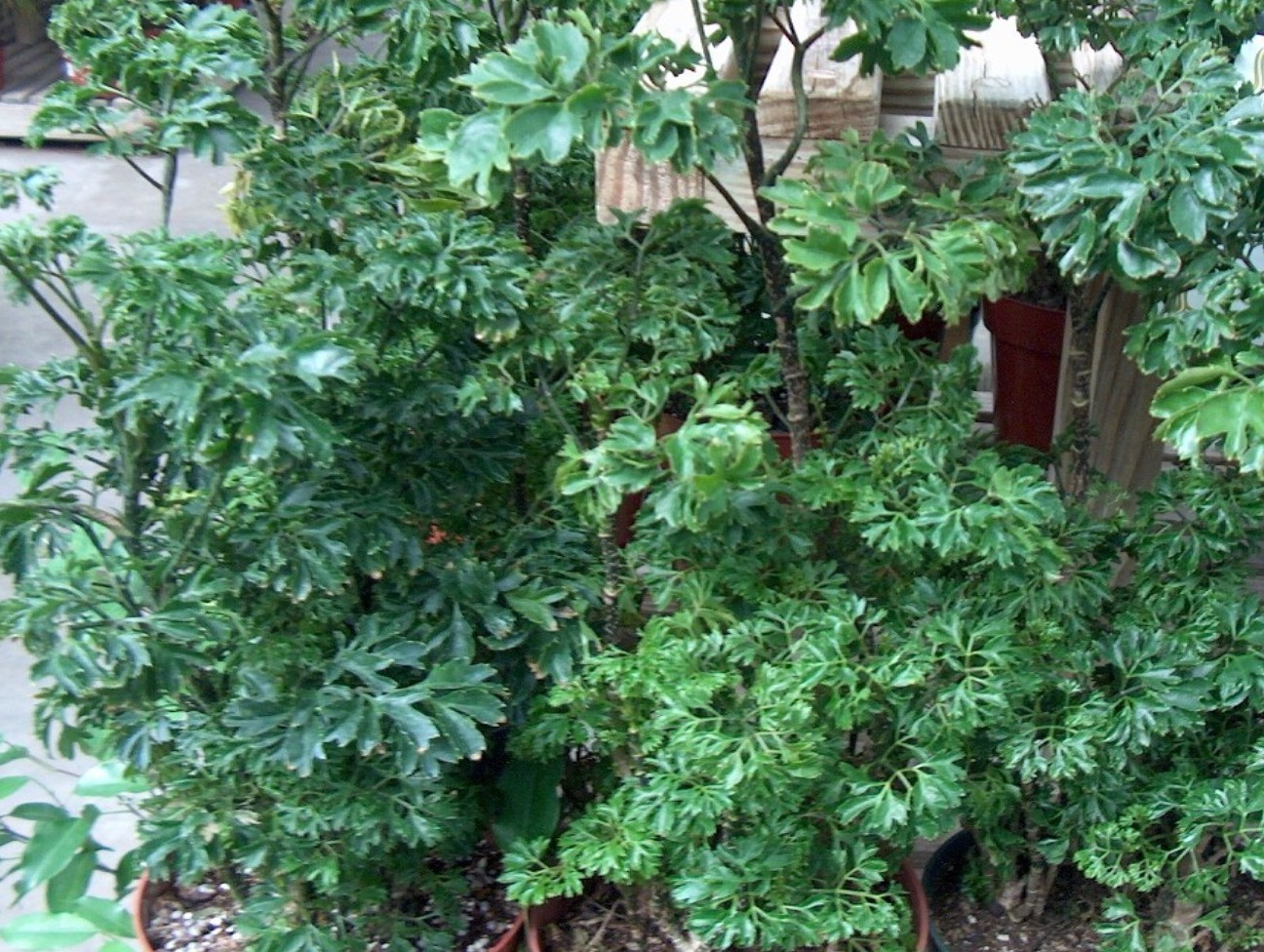 Polyscias fruticosa  / Polyscias fruticosa 