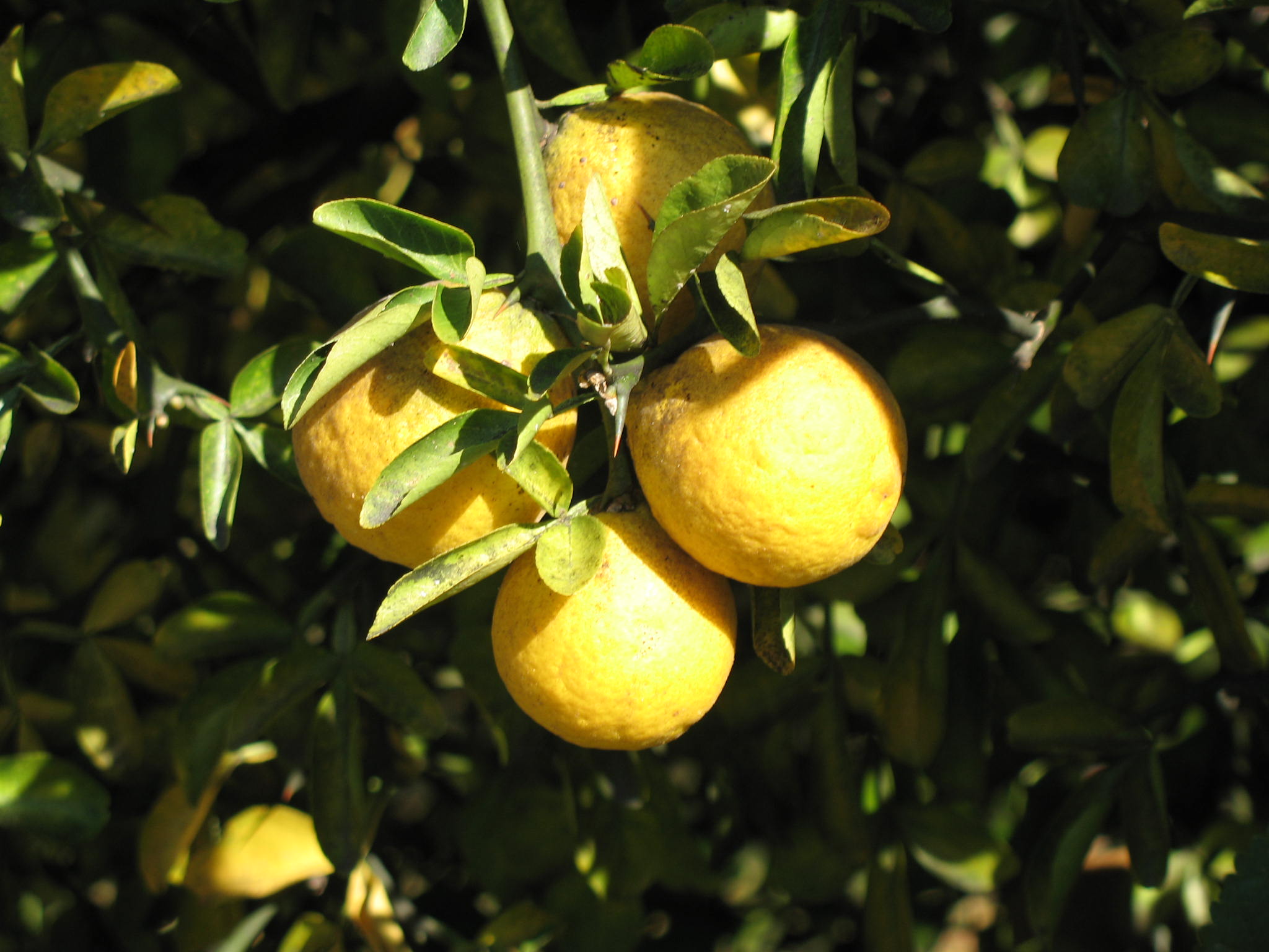 Poncirus trifoliata  / Poncirus trifoliata 