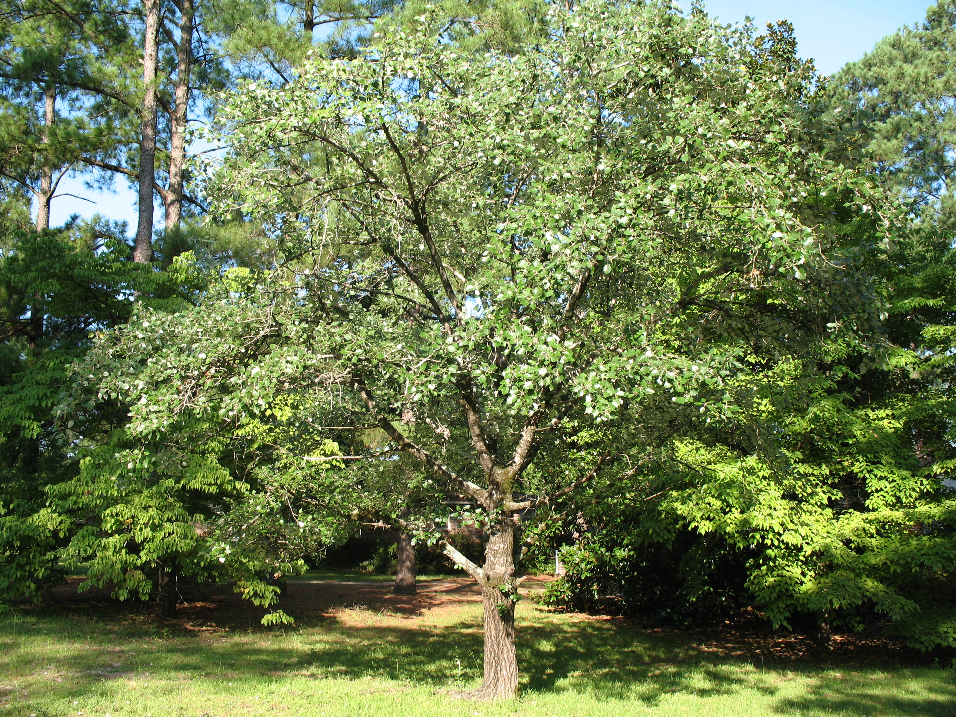 Populus alba  / White Poplar