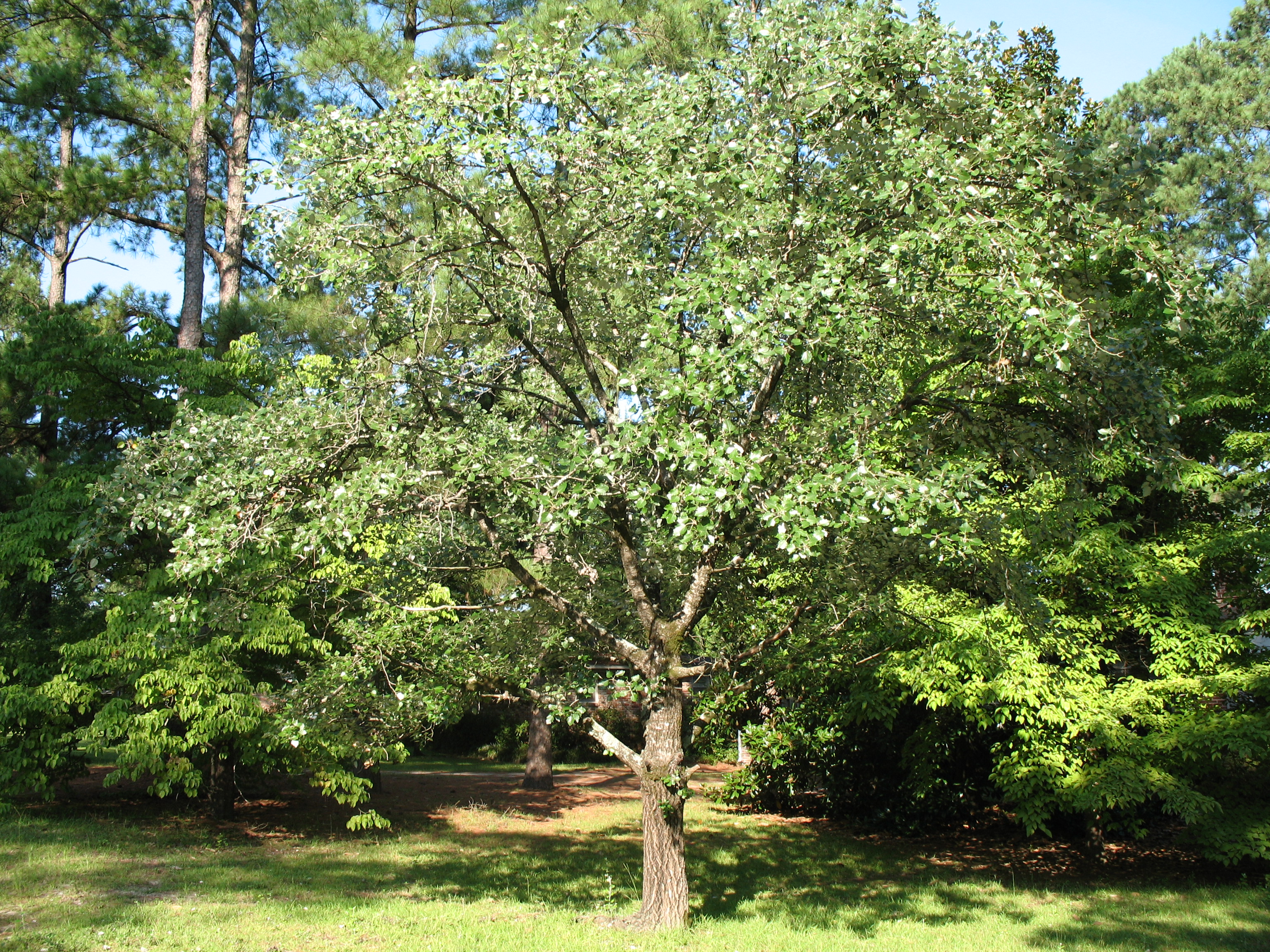 Populus alba  / Populus alba 