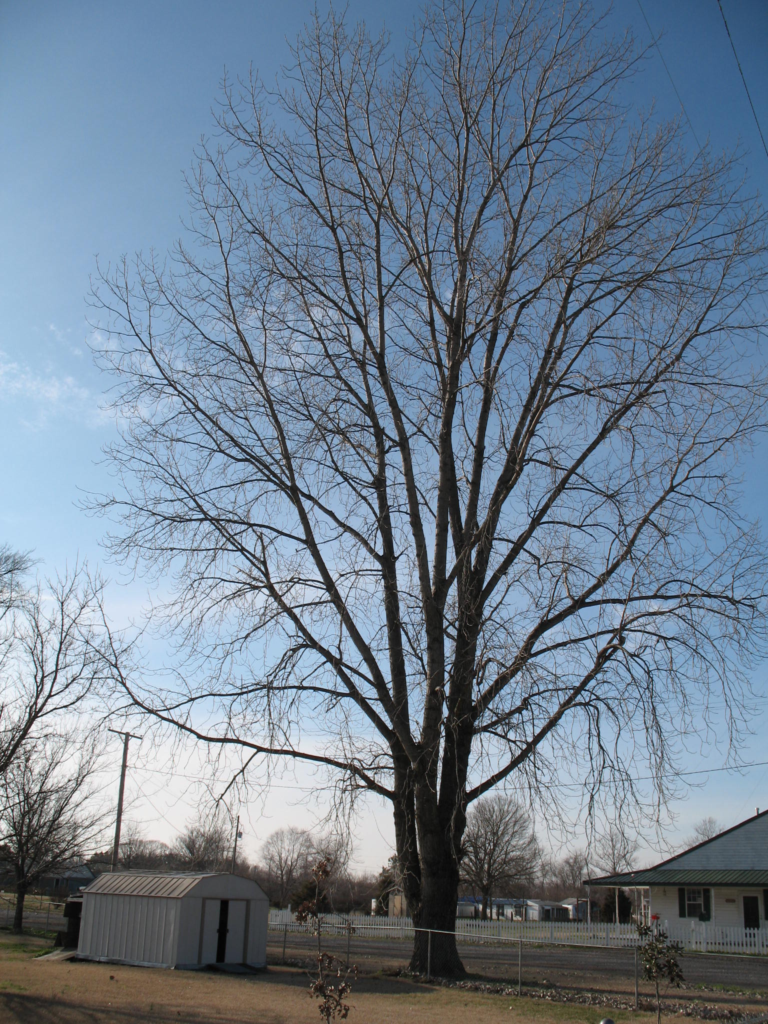 Populus deltoides  / Cottonwood