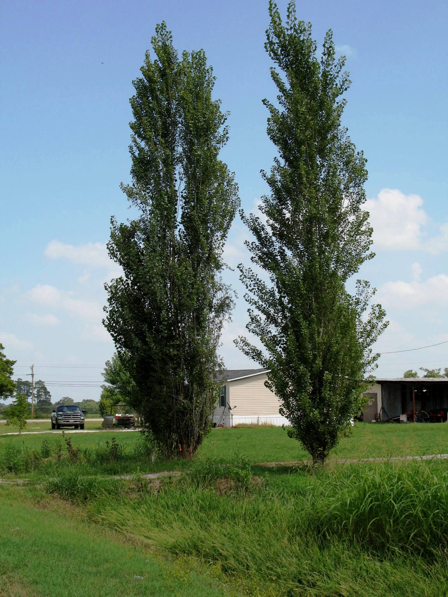 Populus nigra 'Italica'  / Lombardy Poplar