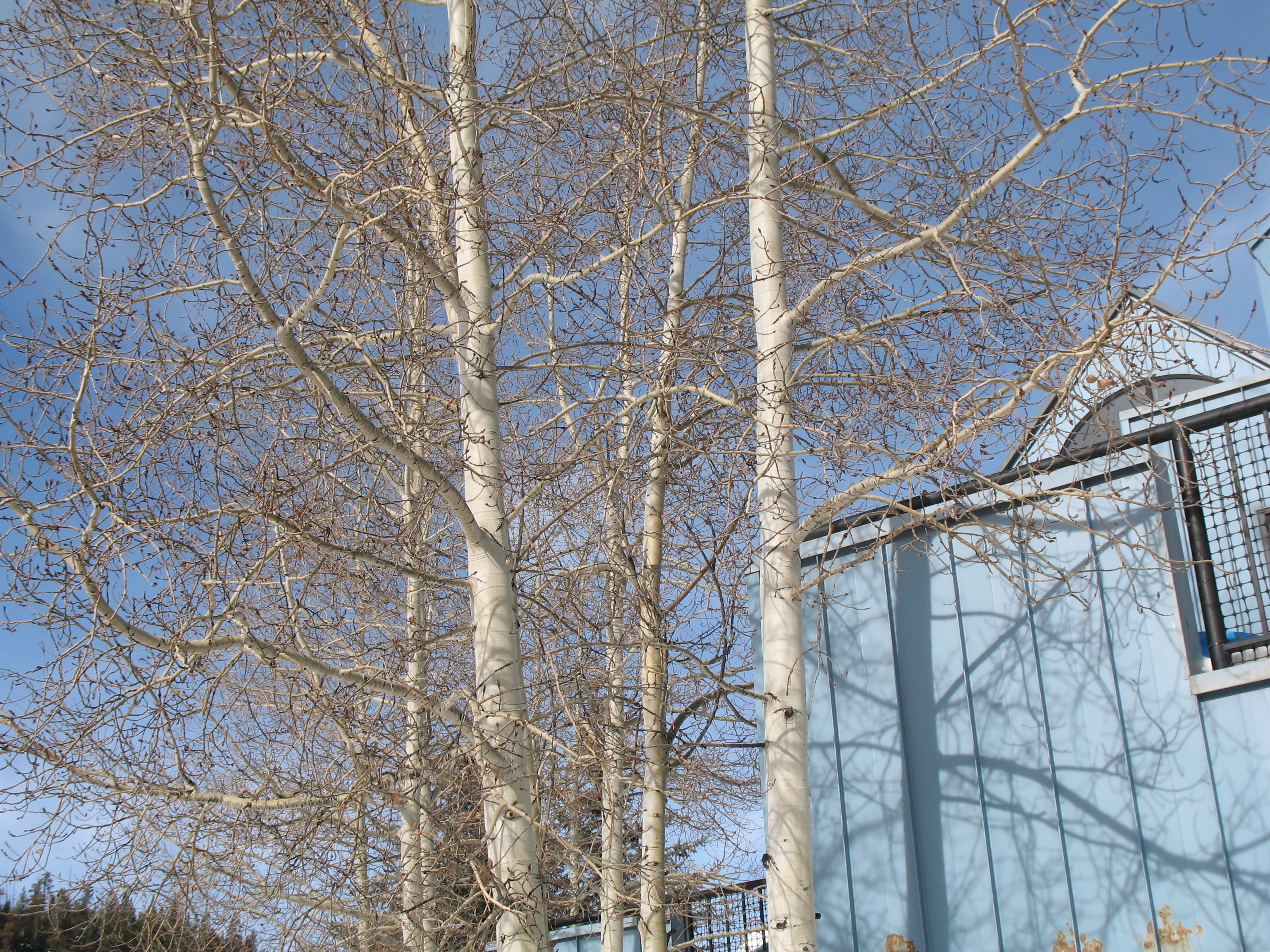 Populus tremuloides   / Quaking Aspen