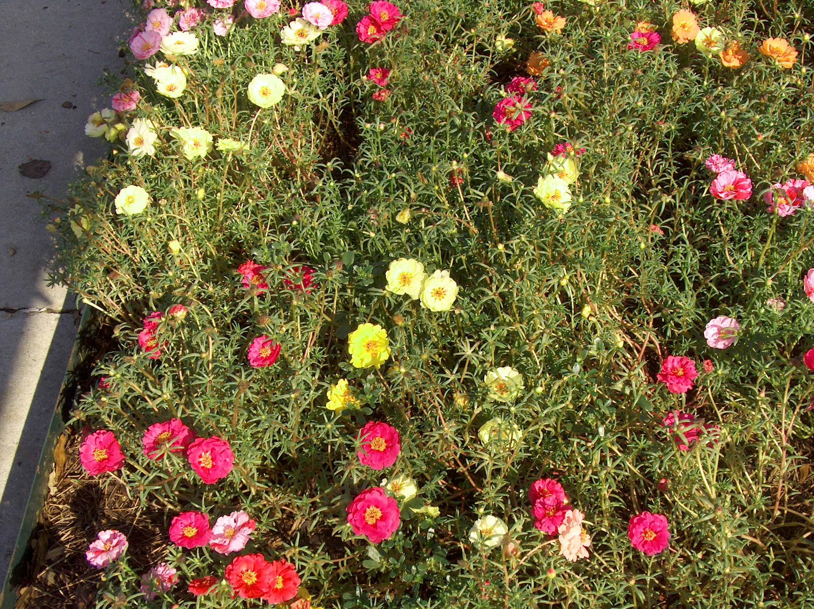 Portulaca grandiflora  / Portulaca grandiflora 