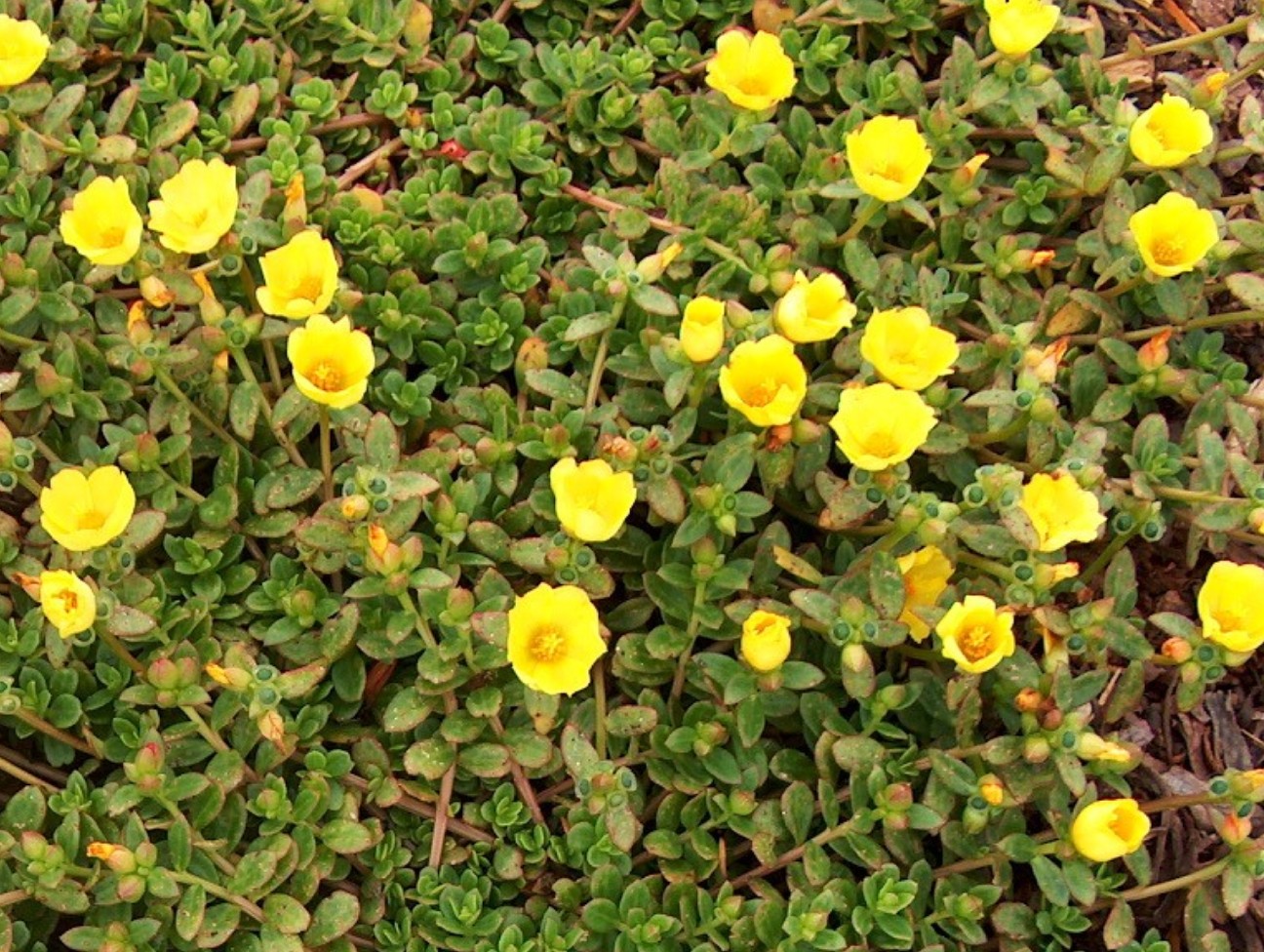 Portulaca oleracea 'Rio Yellow'  / Portulaca oleracea 'Rio Yellow' 