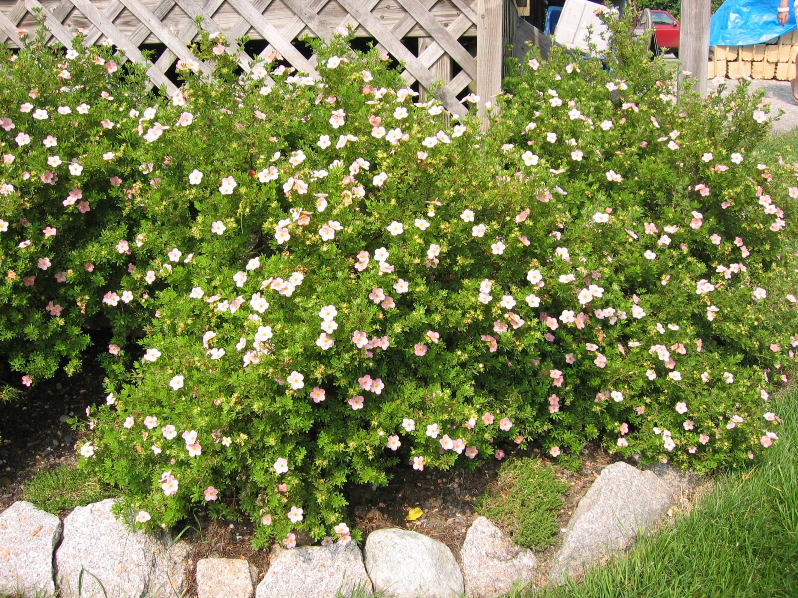 Potentilla fruticosa   / Bush Cinquefoil