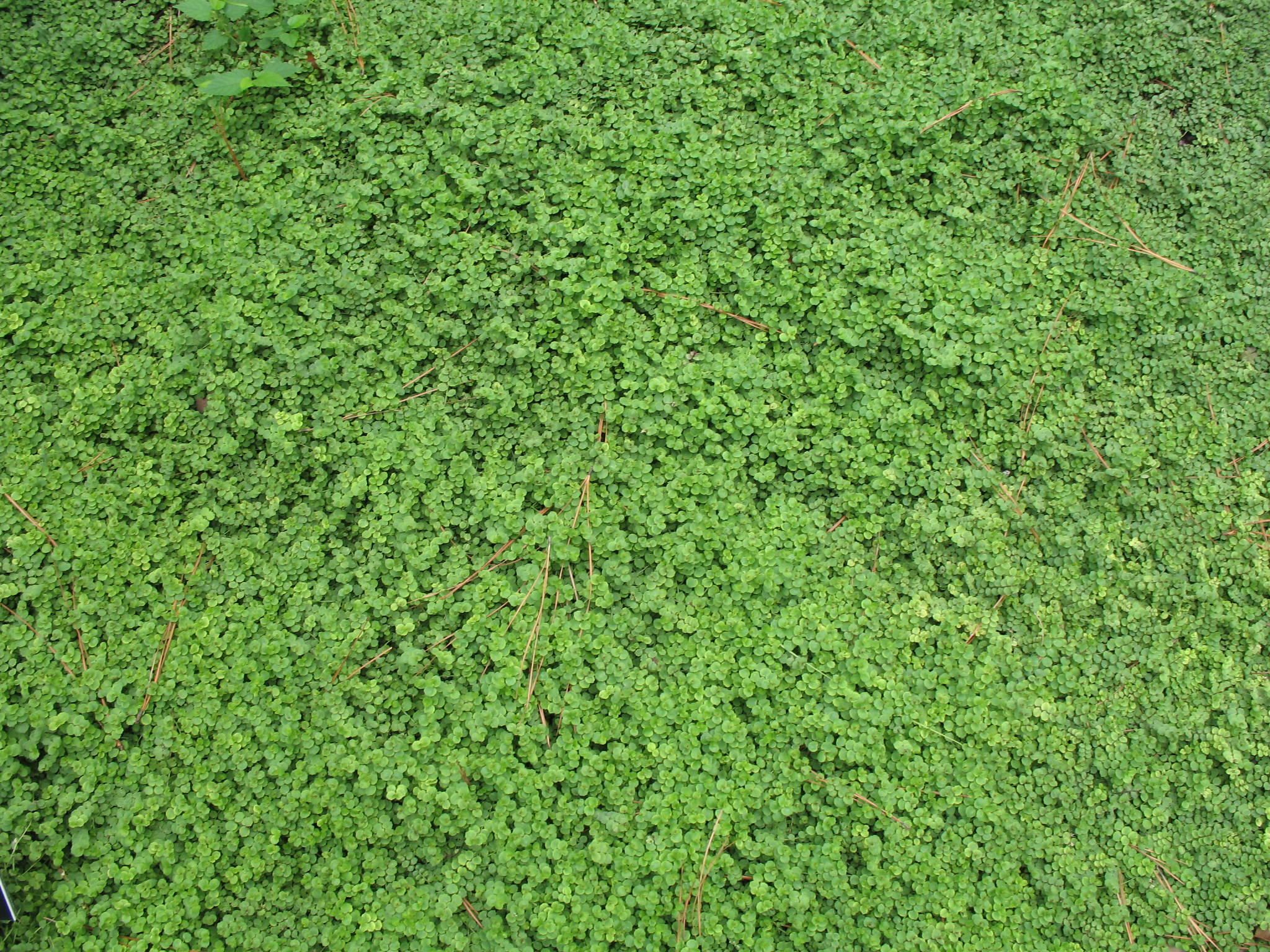 Pratia pedunculata   / Blue Star Creeper