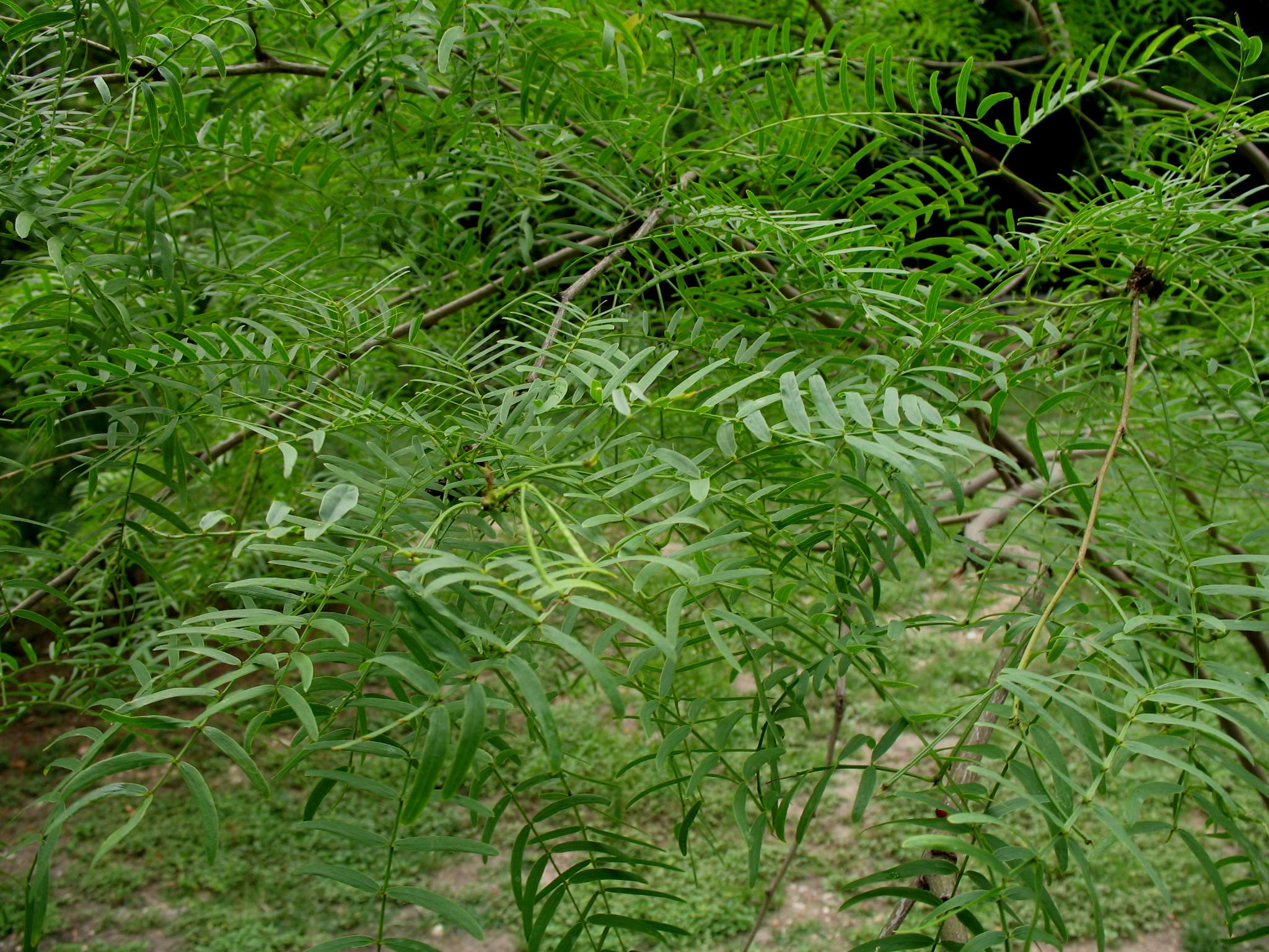 Prosopis gladulosa  / Mesquite