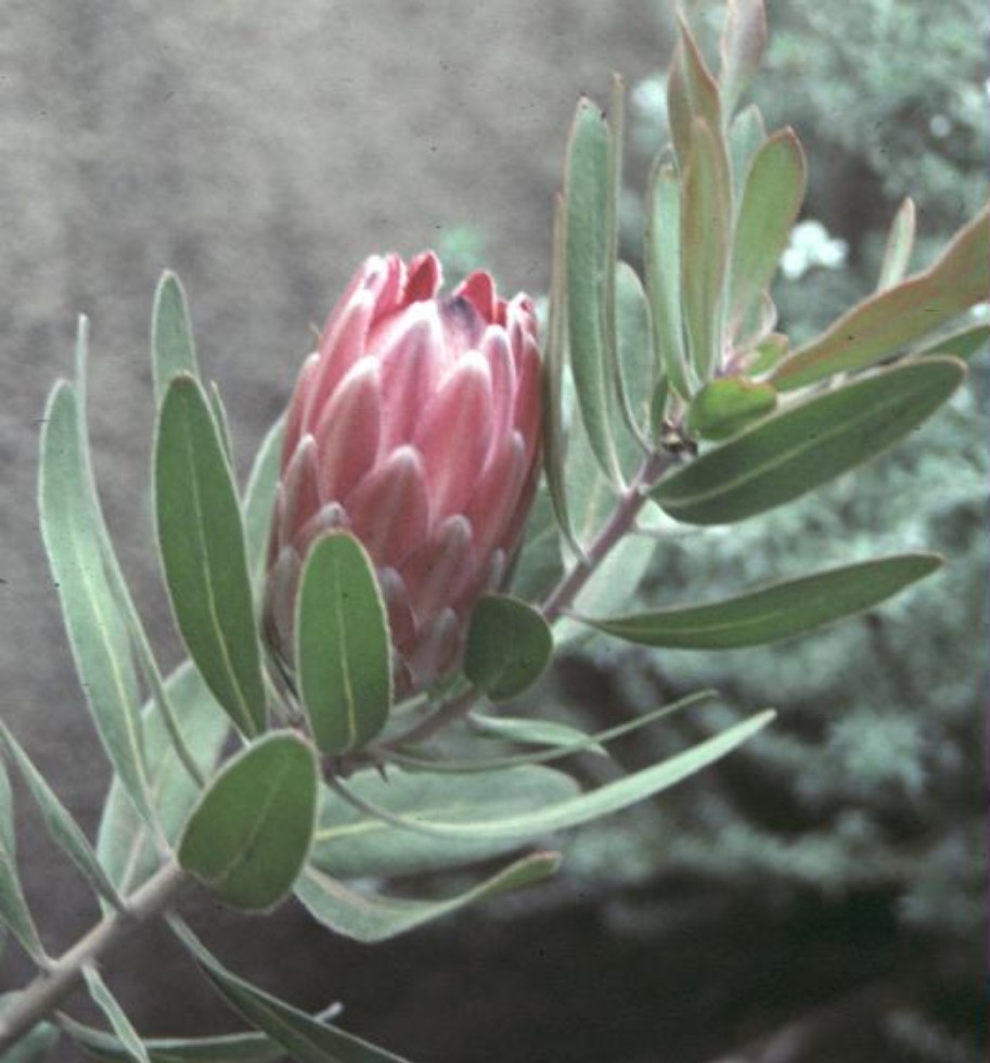 Protea species / Protea species