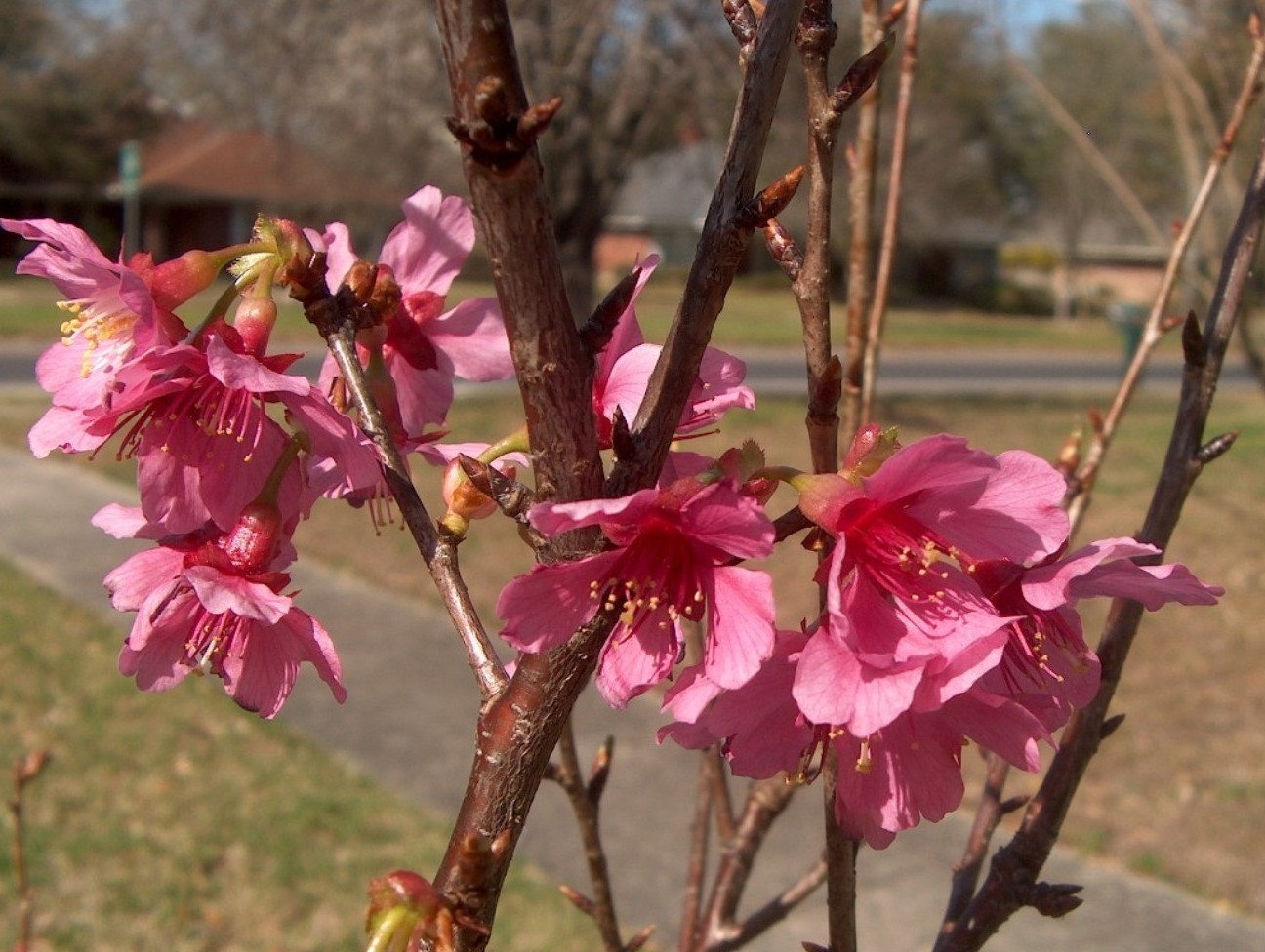 Prunus 'First Lady'  / First Lady Flowering Cherry