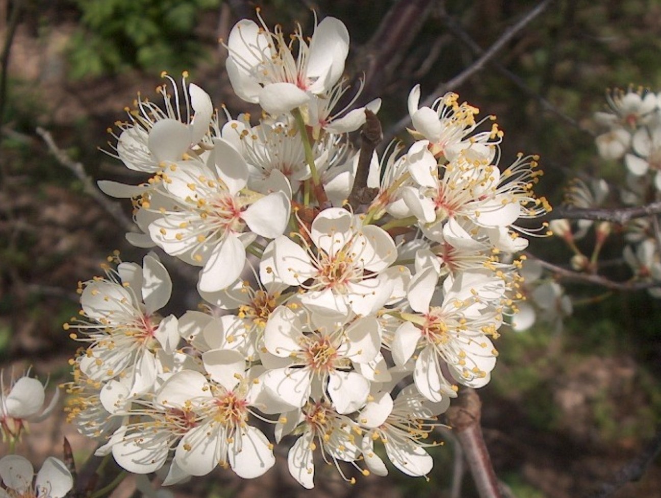 Prunus americana  / Wild Plum