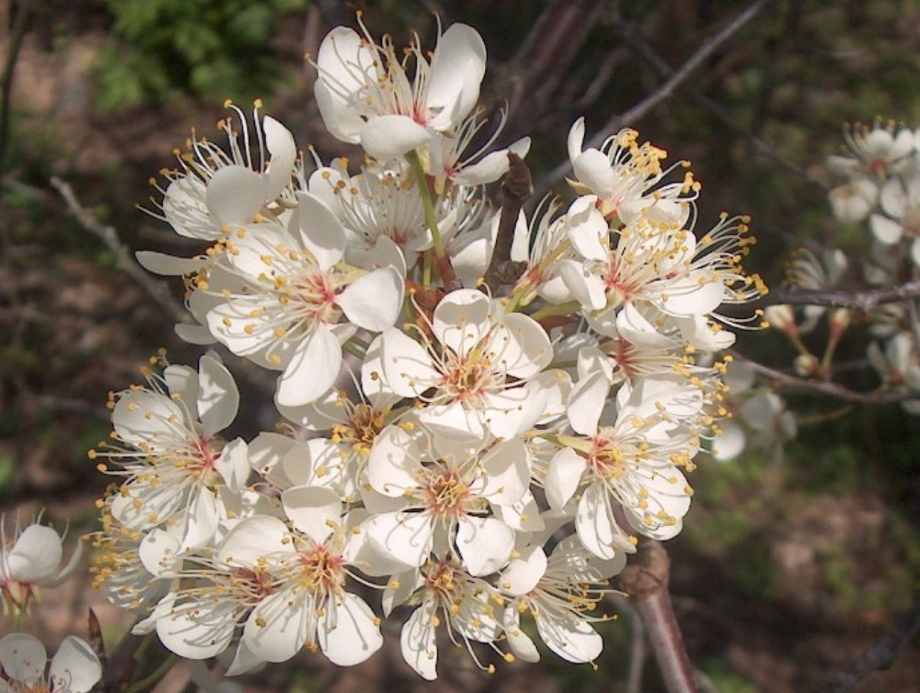 Prunus americana  / Prunus americana 