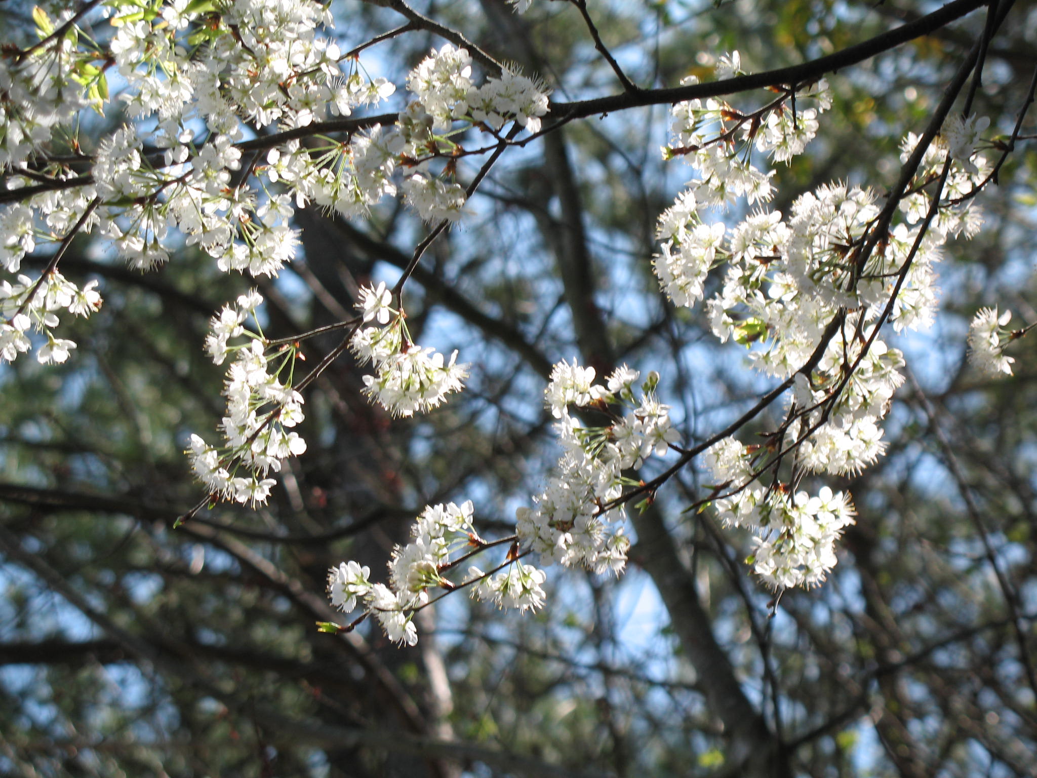 Prunus angustifolia  / Chickasaw Plum