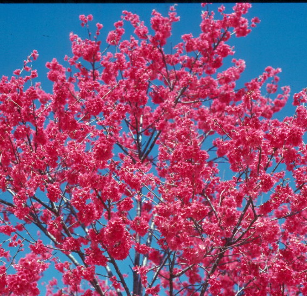 Prunus campanulata  / Taiwan Flowering Cherry