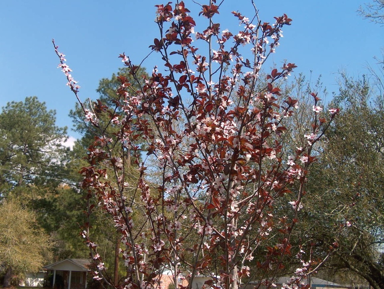 Prunus cerasifera  / Purpleleaf Plum
