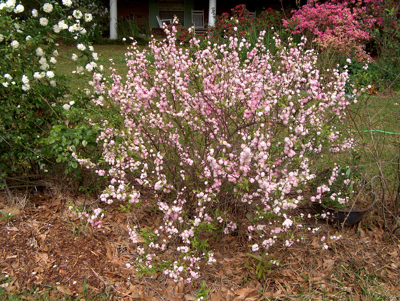 Prunus glandulosa  / Dwarf Flowering Almond