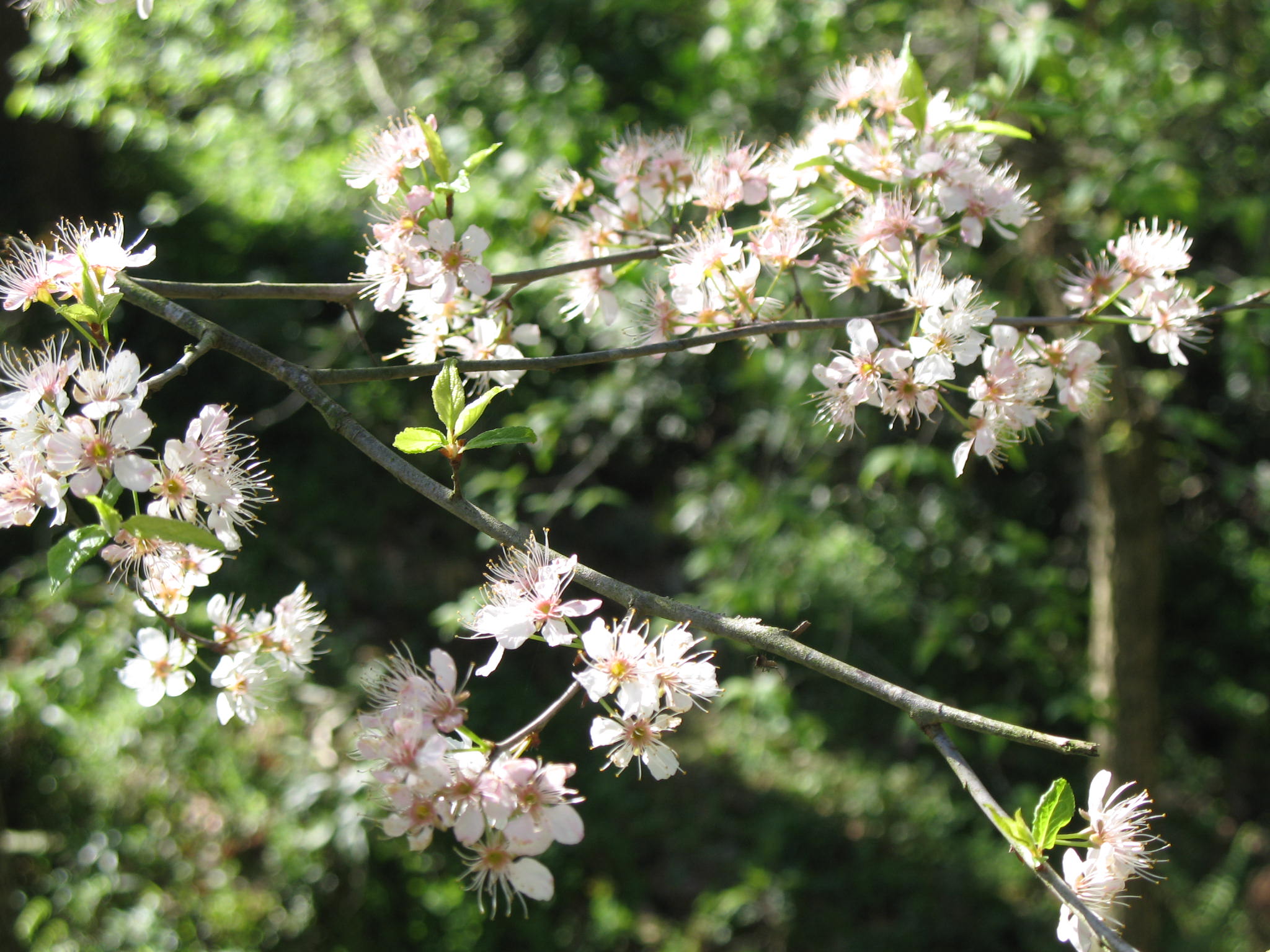 Prunus mexicana  / Prunus mexicana 