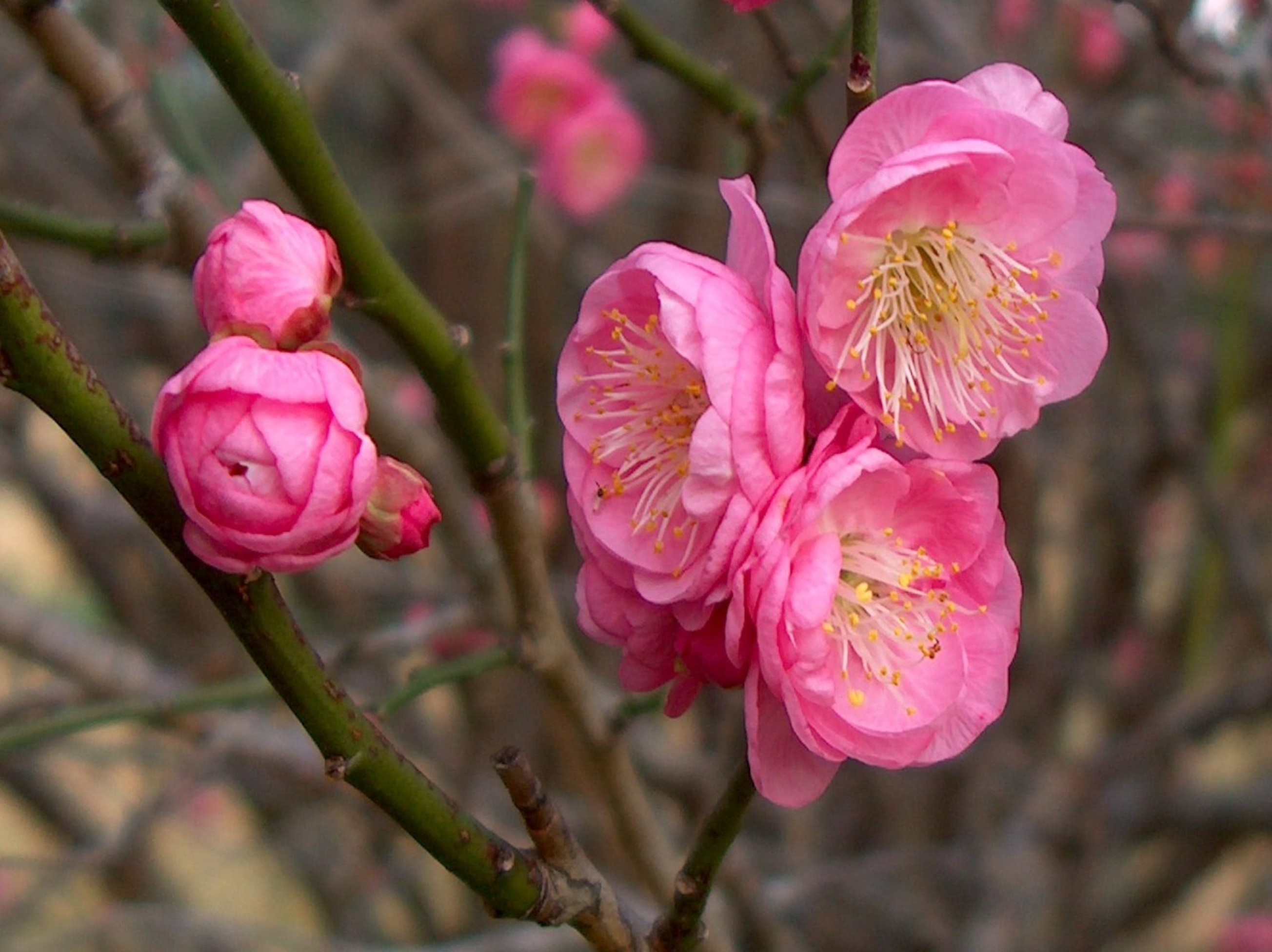 Prunus mume 'Peggy Clark'  / Peggy Clark Flowering Apricot