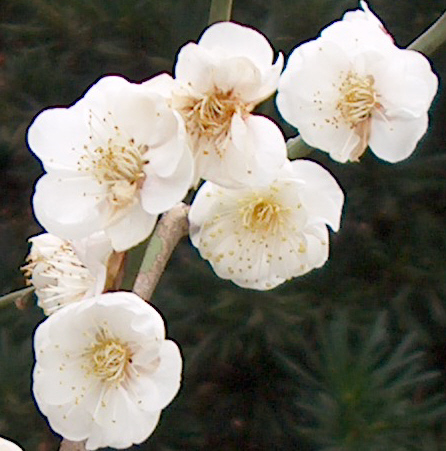 Prunus mume 'Rosemary Clark'  / Rosemary Clark Flowering Apricot