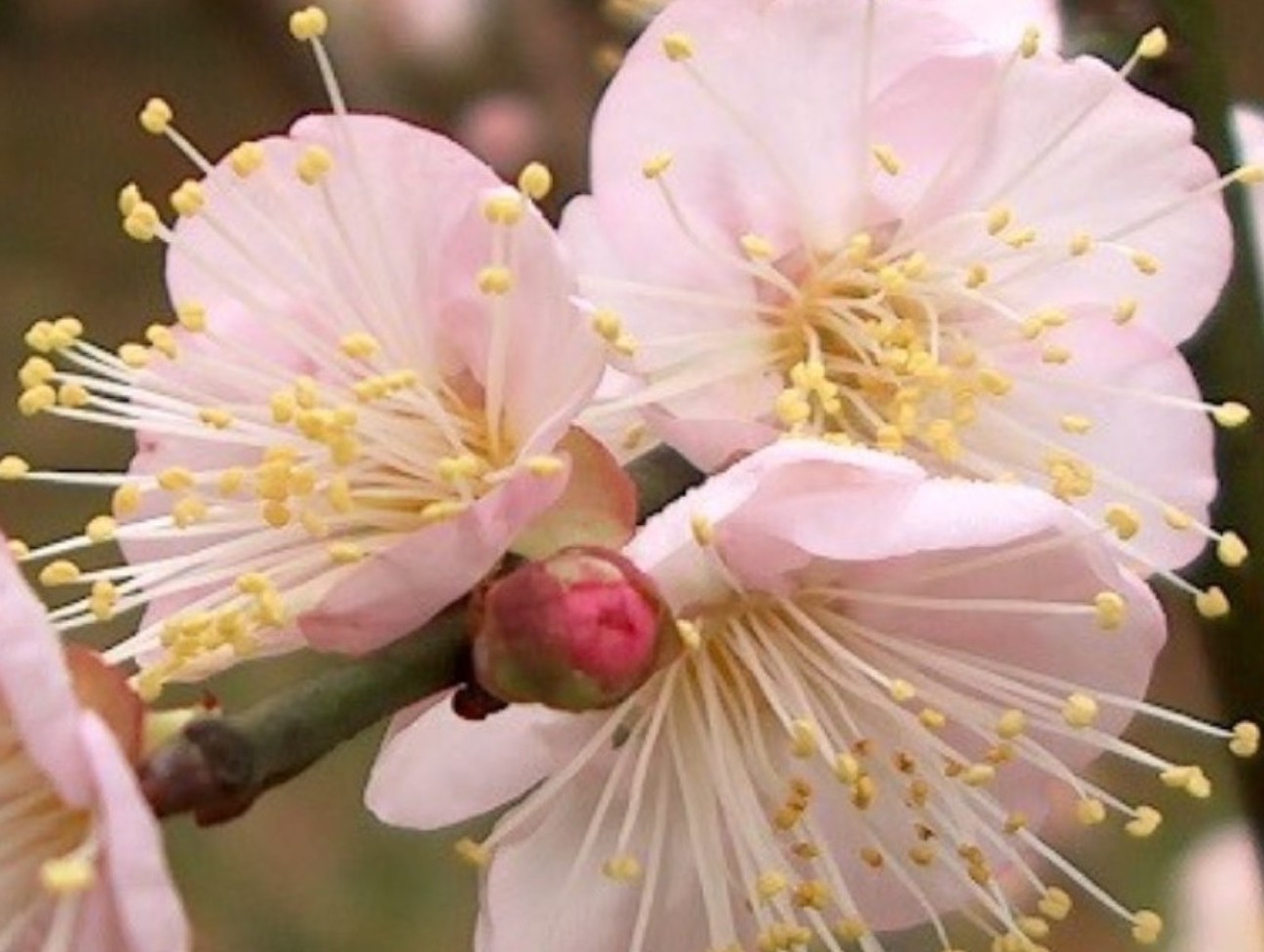 Prunus mume 'Trumpet'  / Trumpet Flowering Apricot