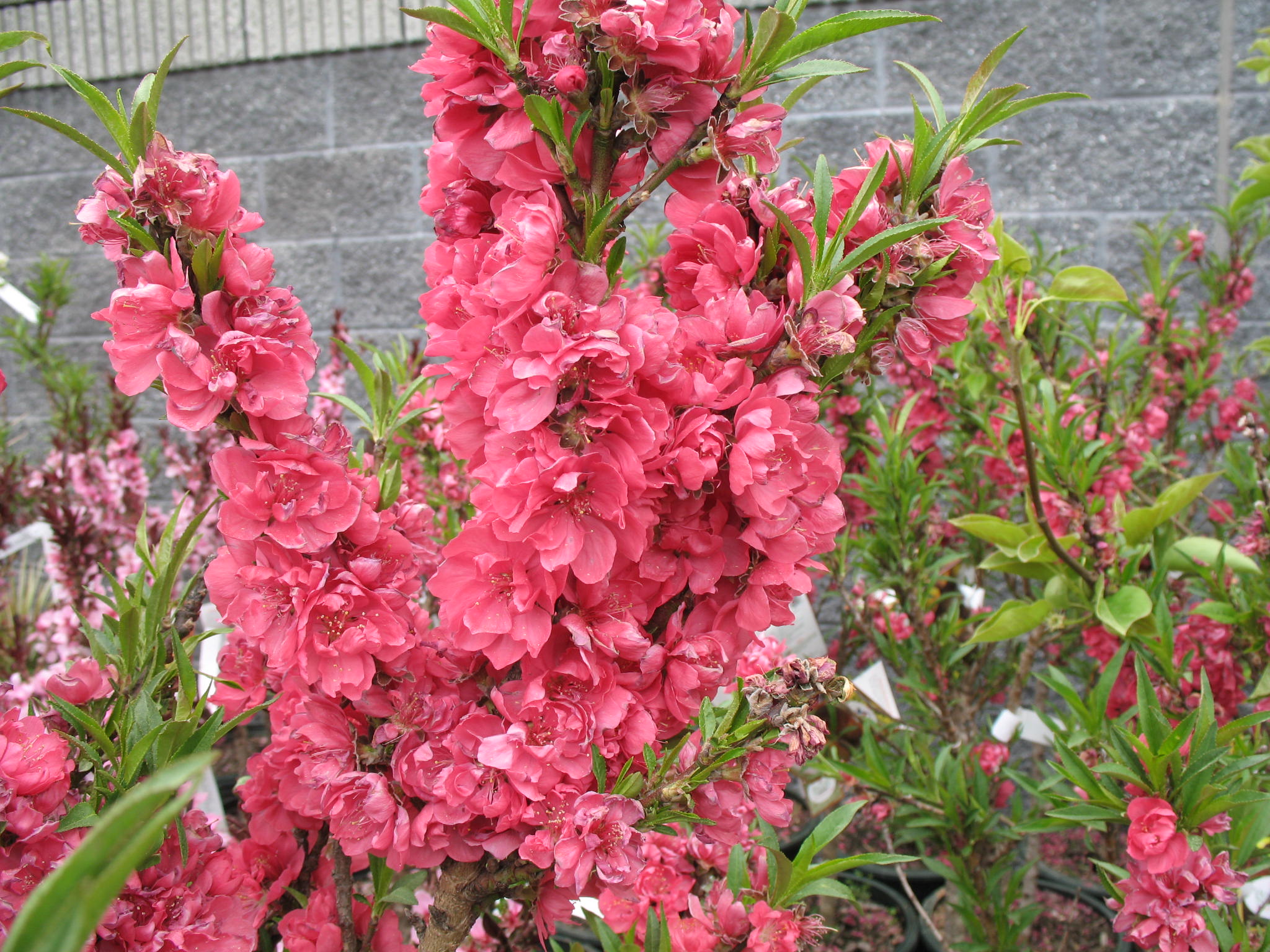 Prunus persica 'Bonanza'  / Prunus persica 'Bonanza' 