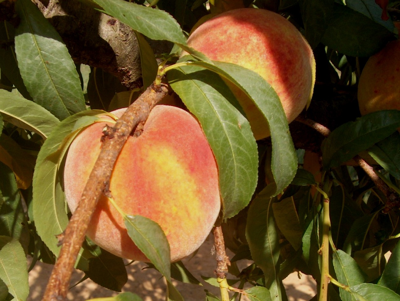 Prunus persica 'LaFeliciana'  / Prunus persica 'LaFeliciana' 