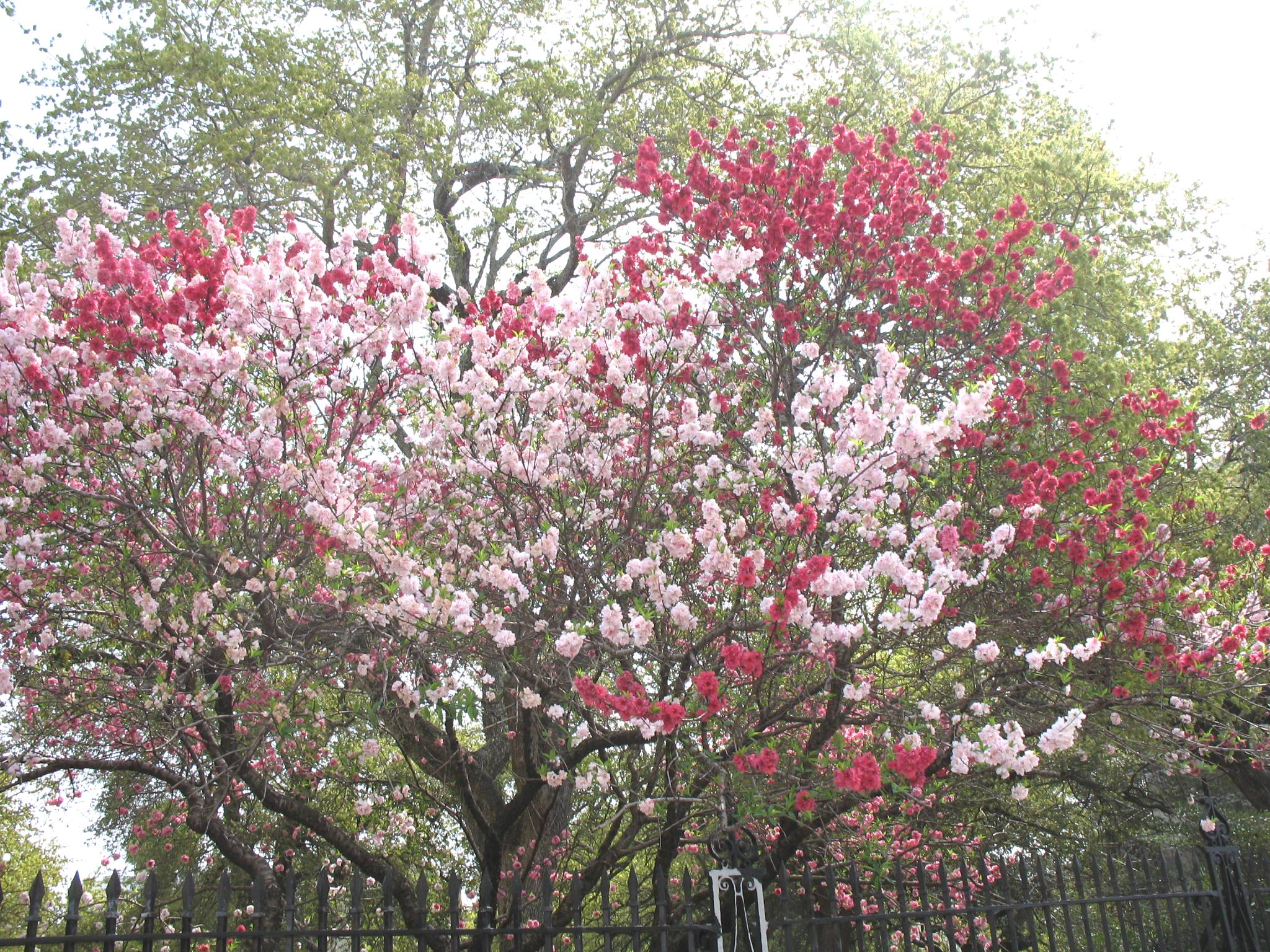 Prunus persica 'Peppermint'  / Prunus persica 'Peppermint' 