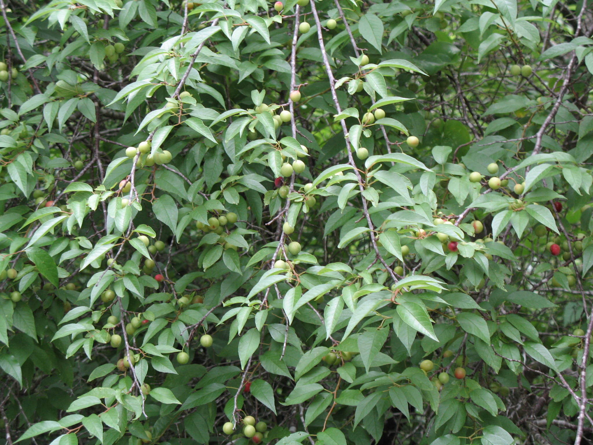 Prunus rivularis  / Prunus rivularis 