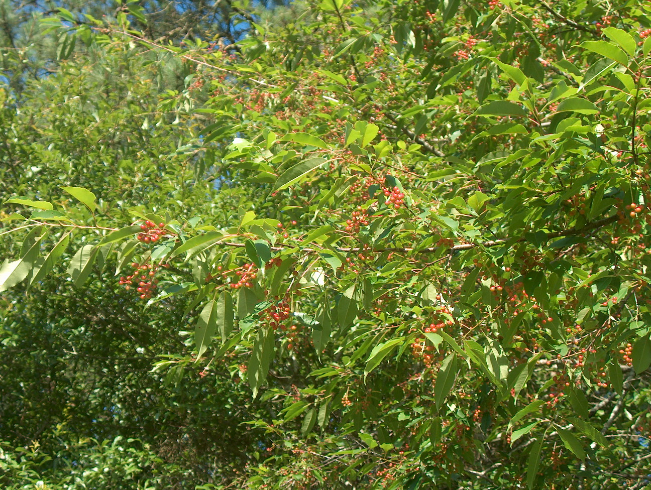 Prunus serotina  / Black Cherry