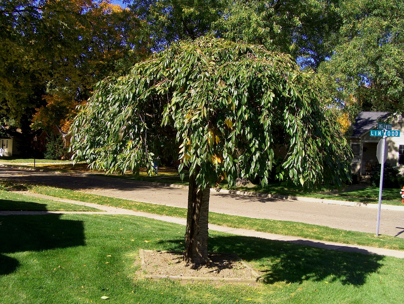 Prunus subhirtella ‘Pendula’  / Weeping Japanese Cherry