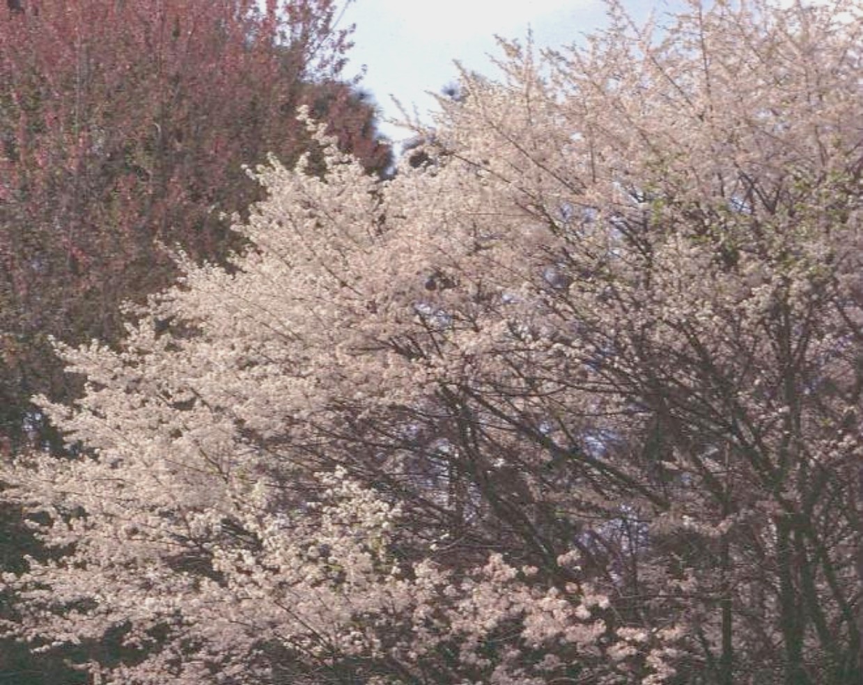 Prunus umbellata  / Flatwoods Plum