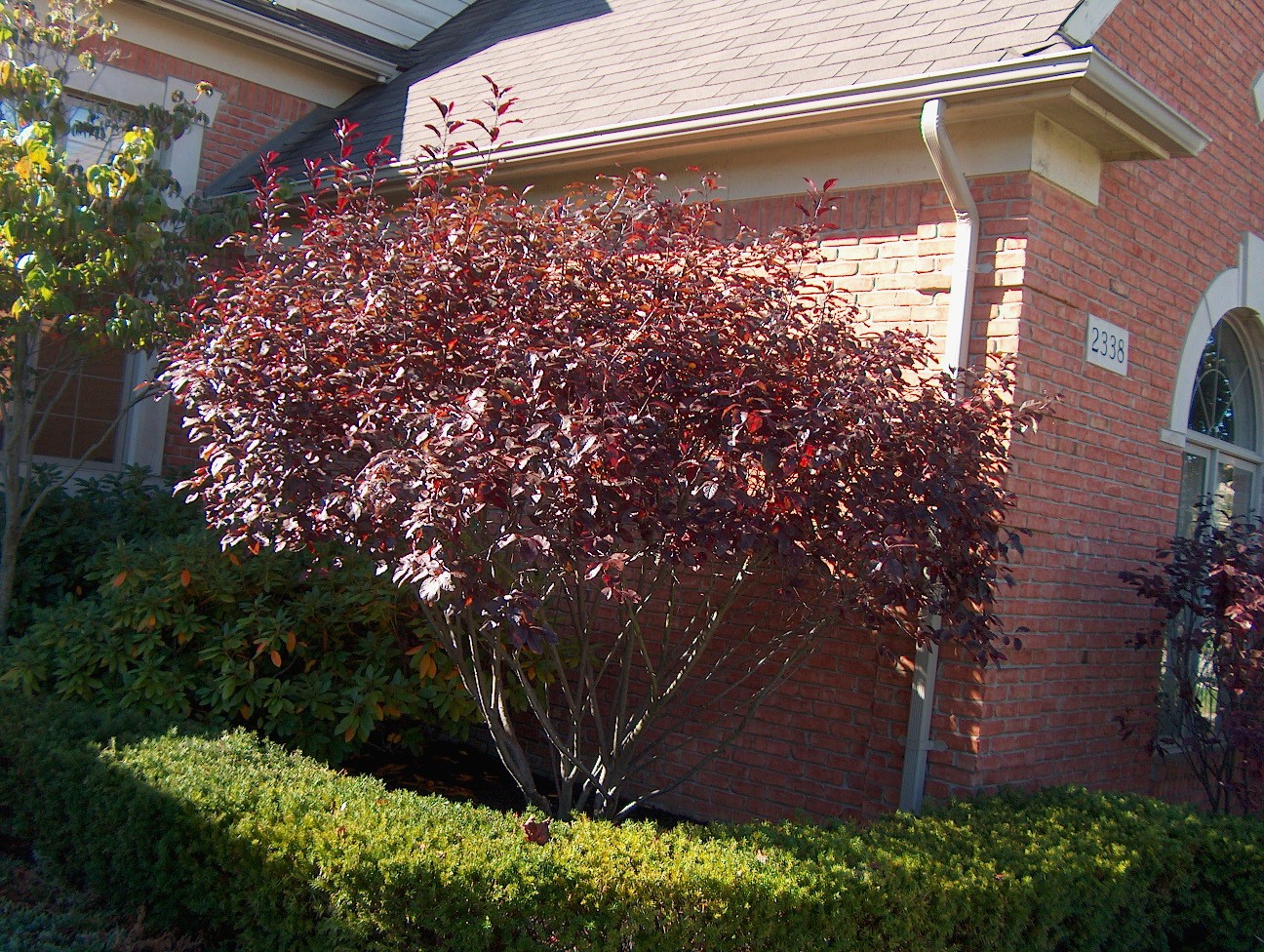 Prunus x cistena  / Purpleleaf Sandcherry