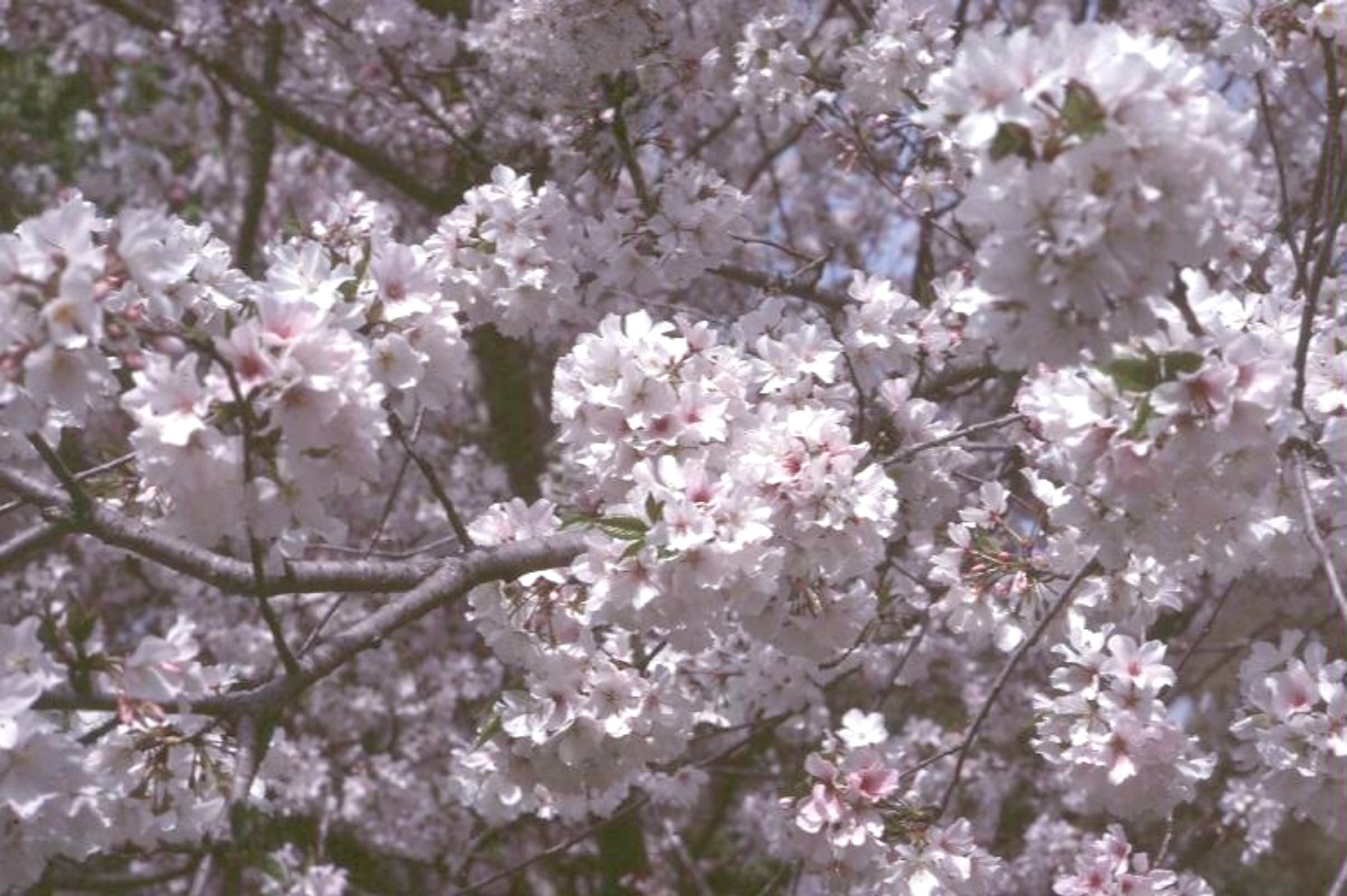 Prunus x yedoensis  / Yoshino Cherry