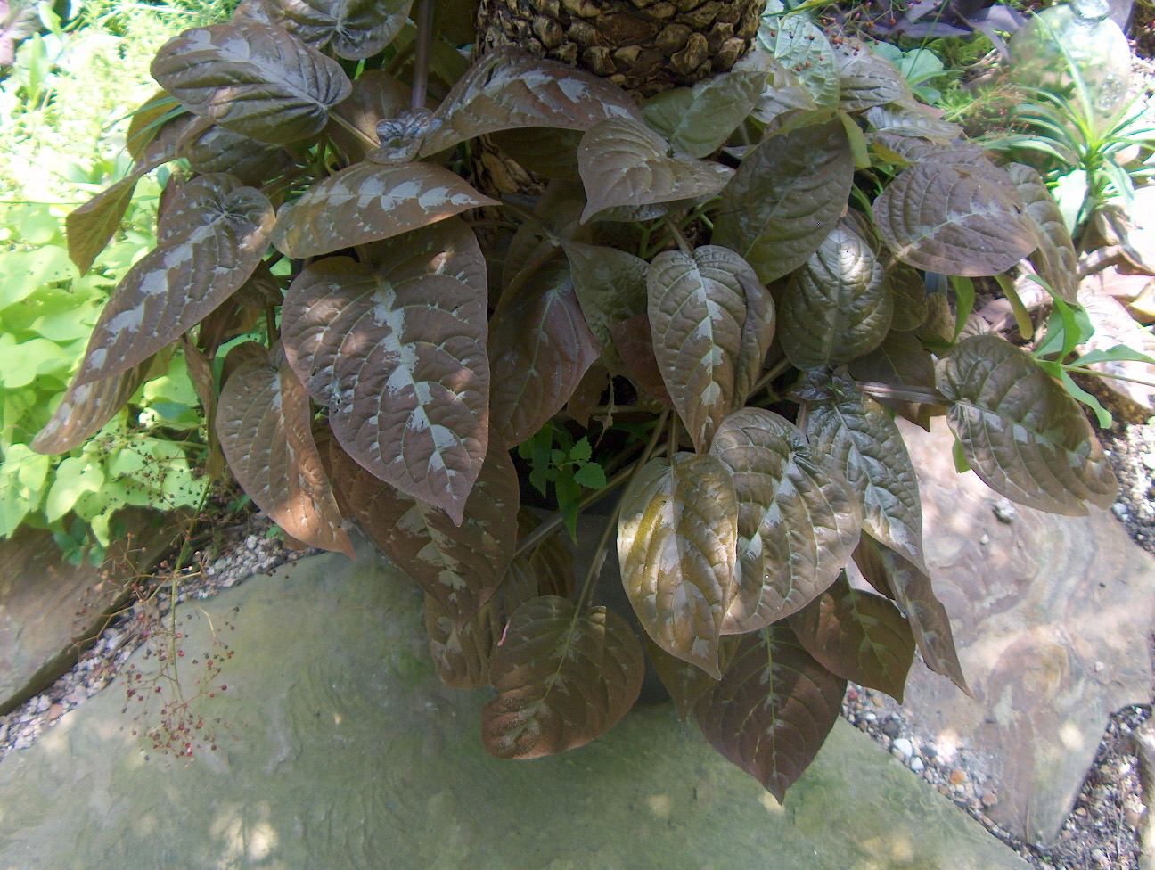 Pseuderanthemum alatum  / Chocolate Plant