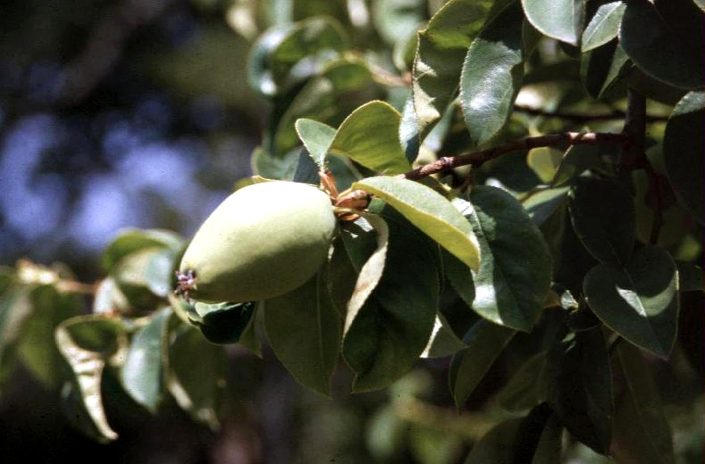 Pseudocydonia sinensis  / Pseudocydonia sinensis 