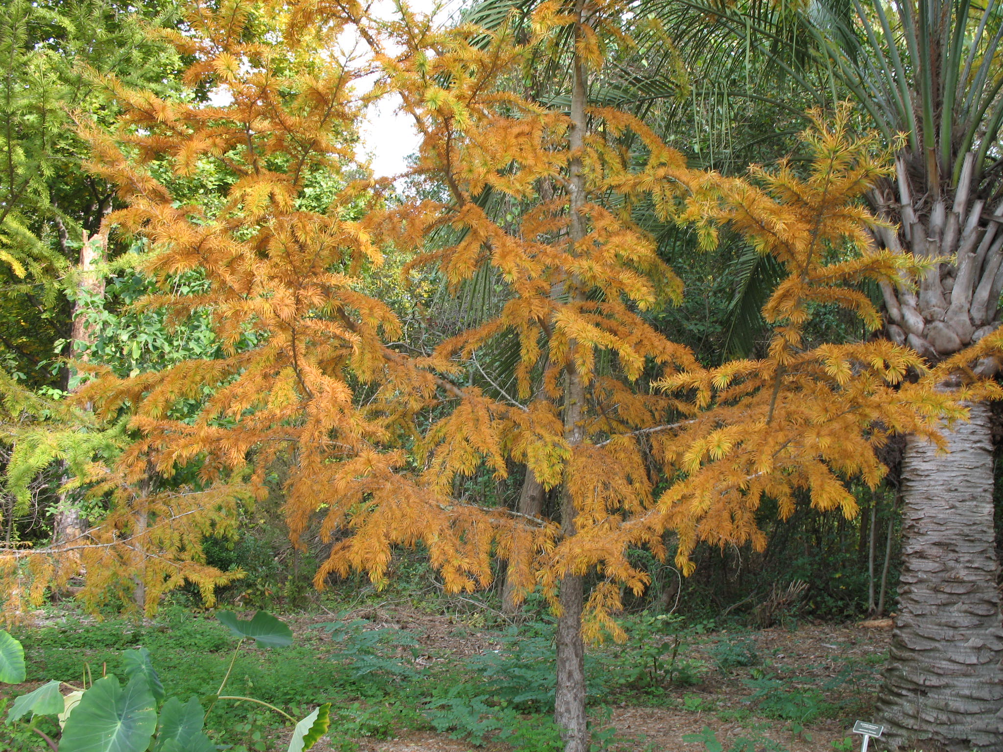 Pseudolarix amabilis  / Golden Larch