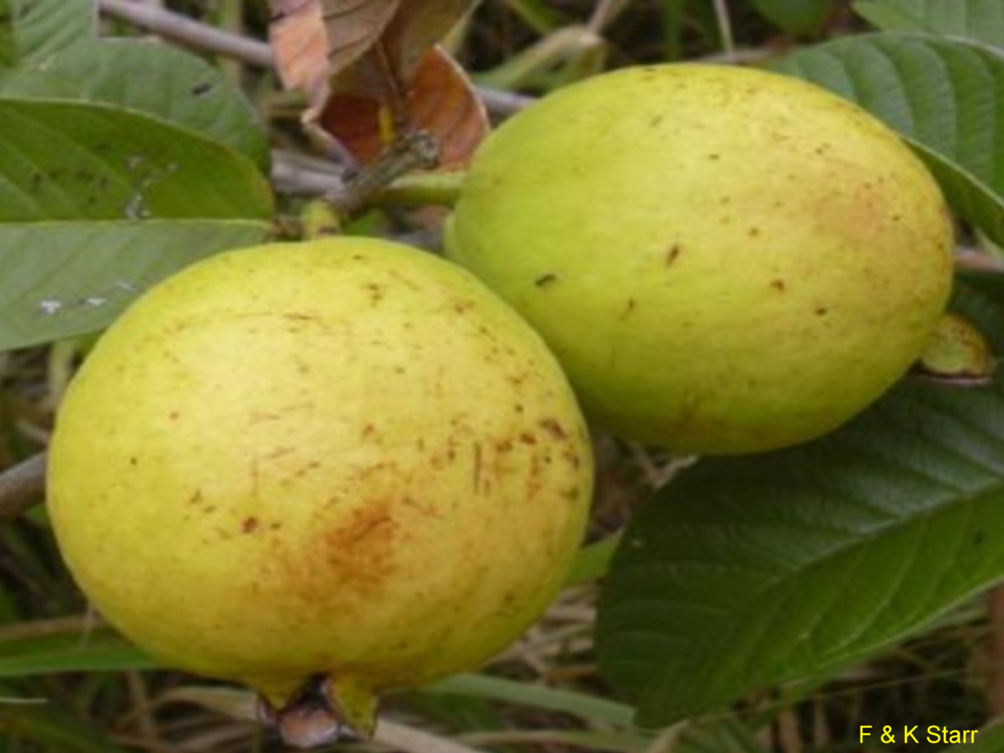 Psidium guajava  / Psidium guajava 