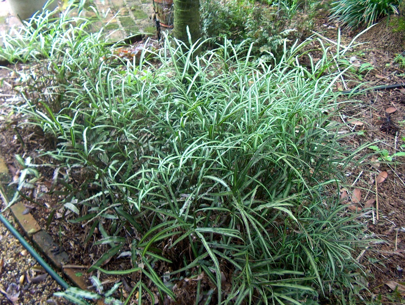 Pteris ensiformis 'Evergemiensis'  / Bracken Fern