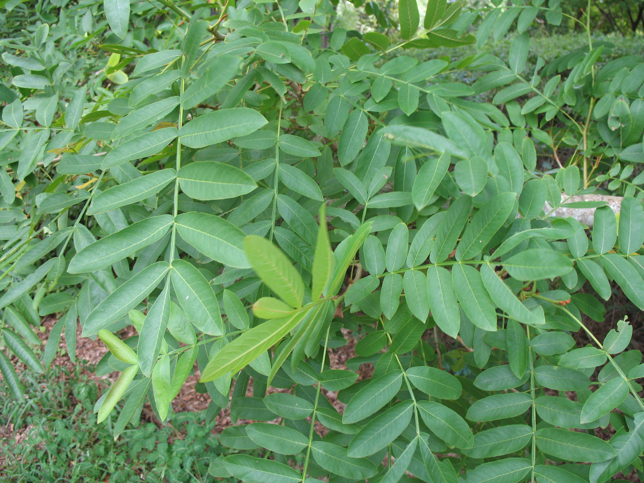 Pterocarya rhoifolia  / Pterocarya rhoifolia 