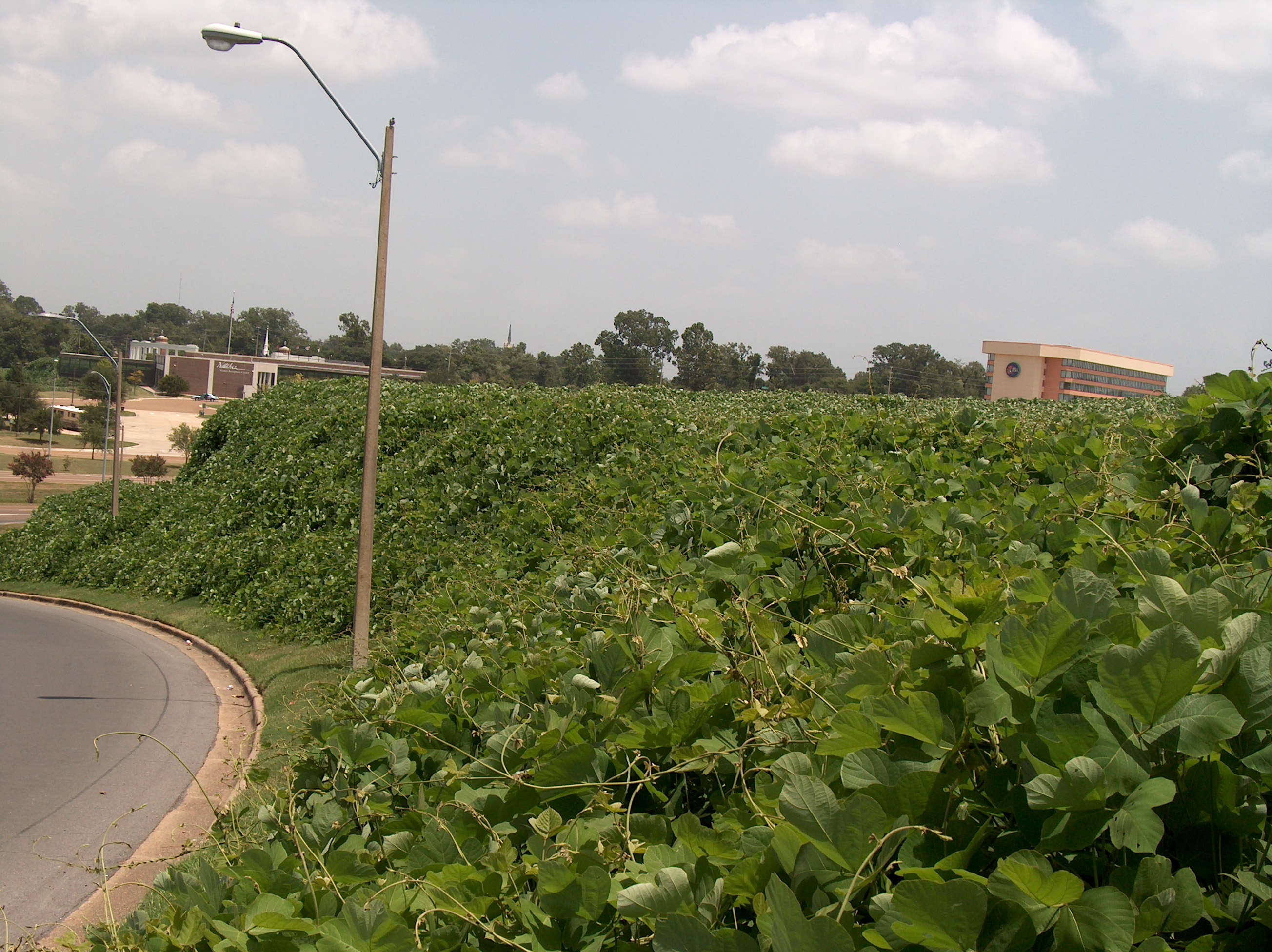 Pueraria lobata  / Kudzu